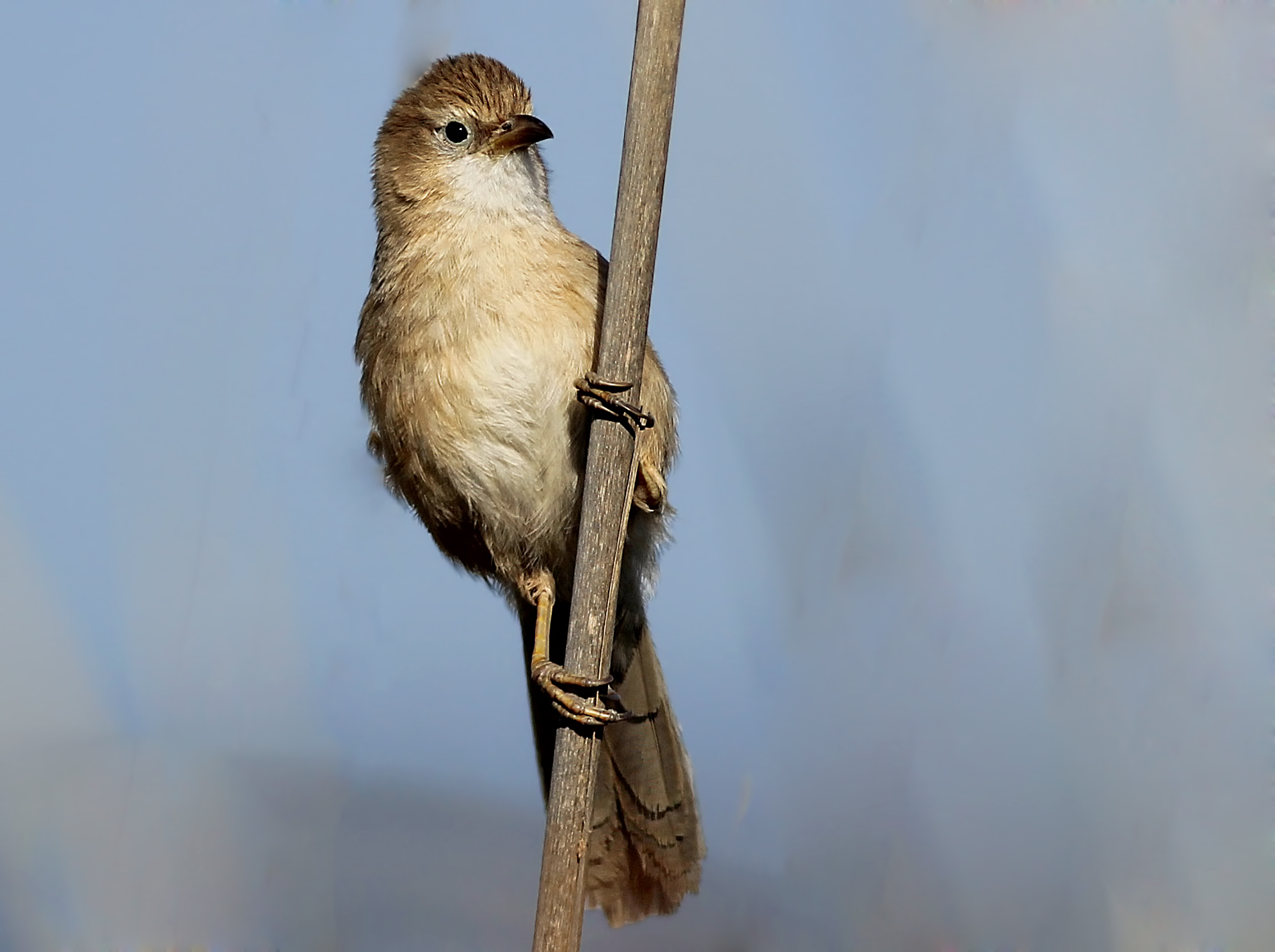 Iraq Babbler
