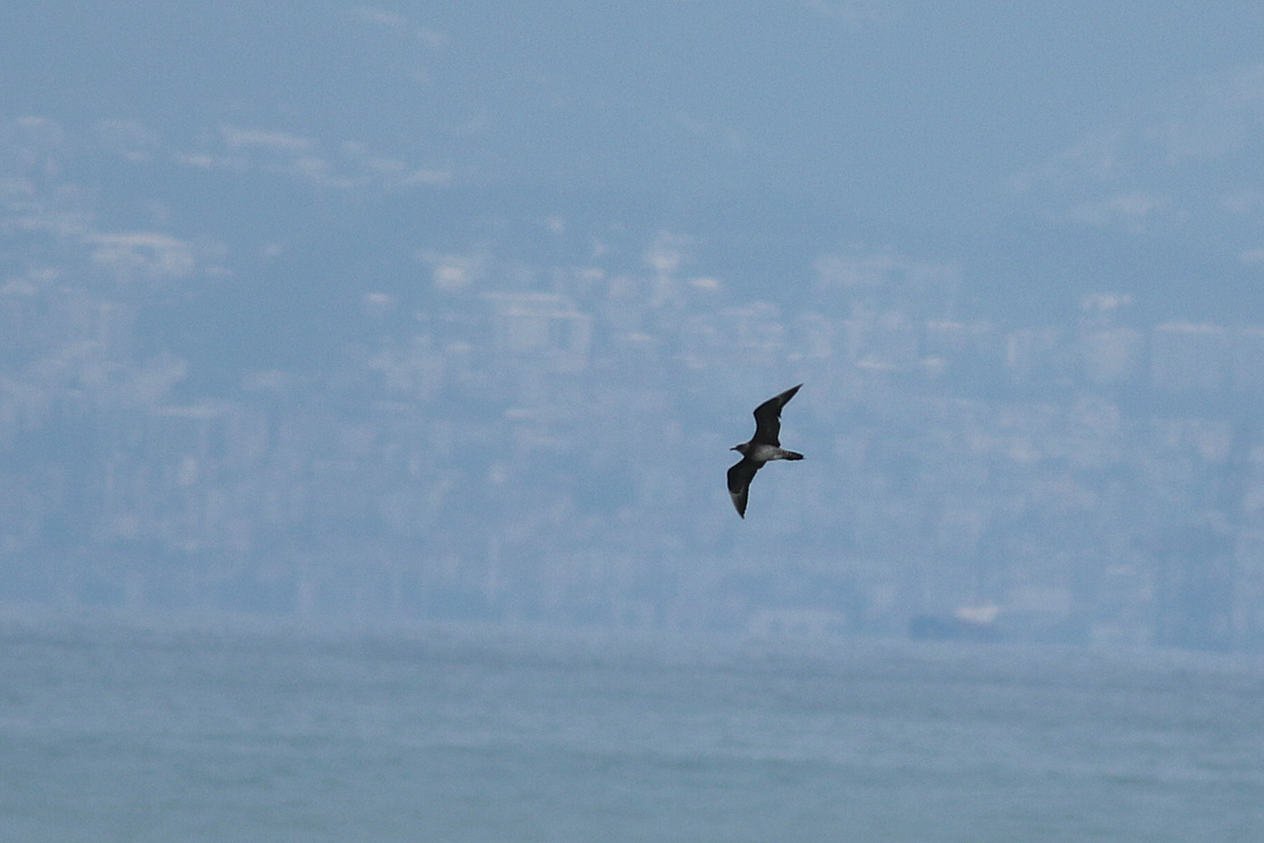 Parasitic Jaeger