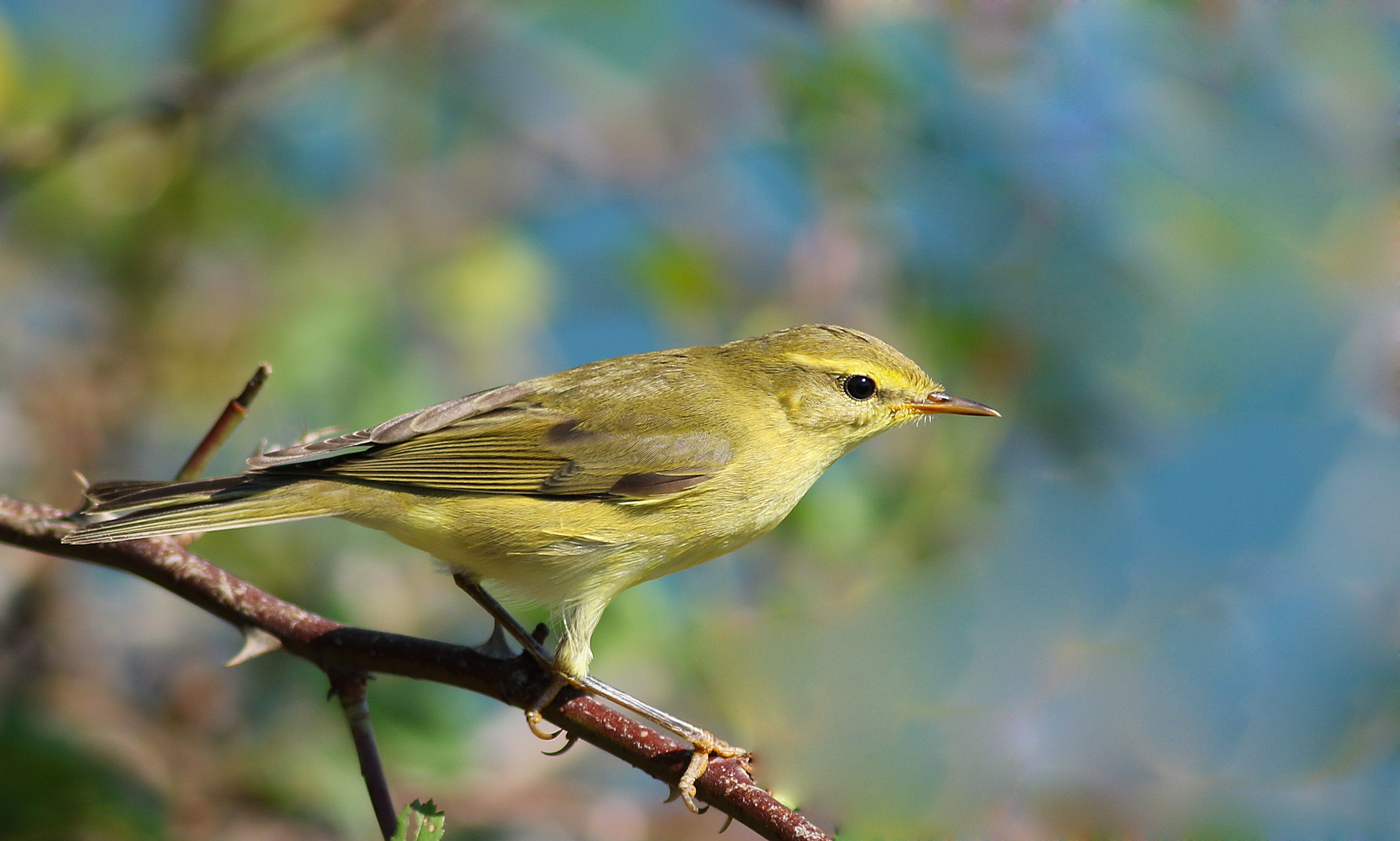 Willow Warbler