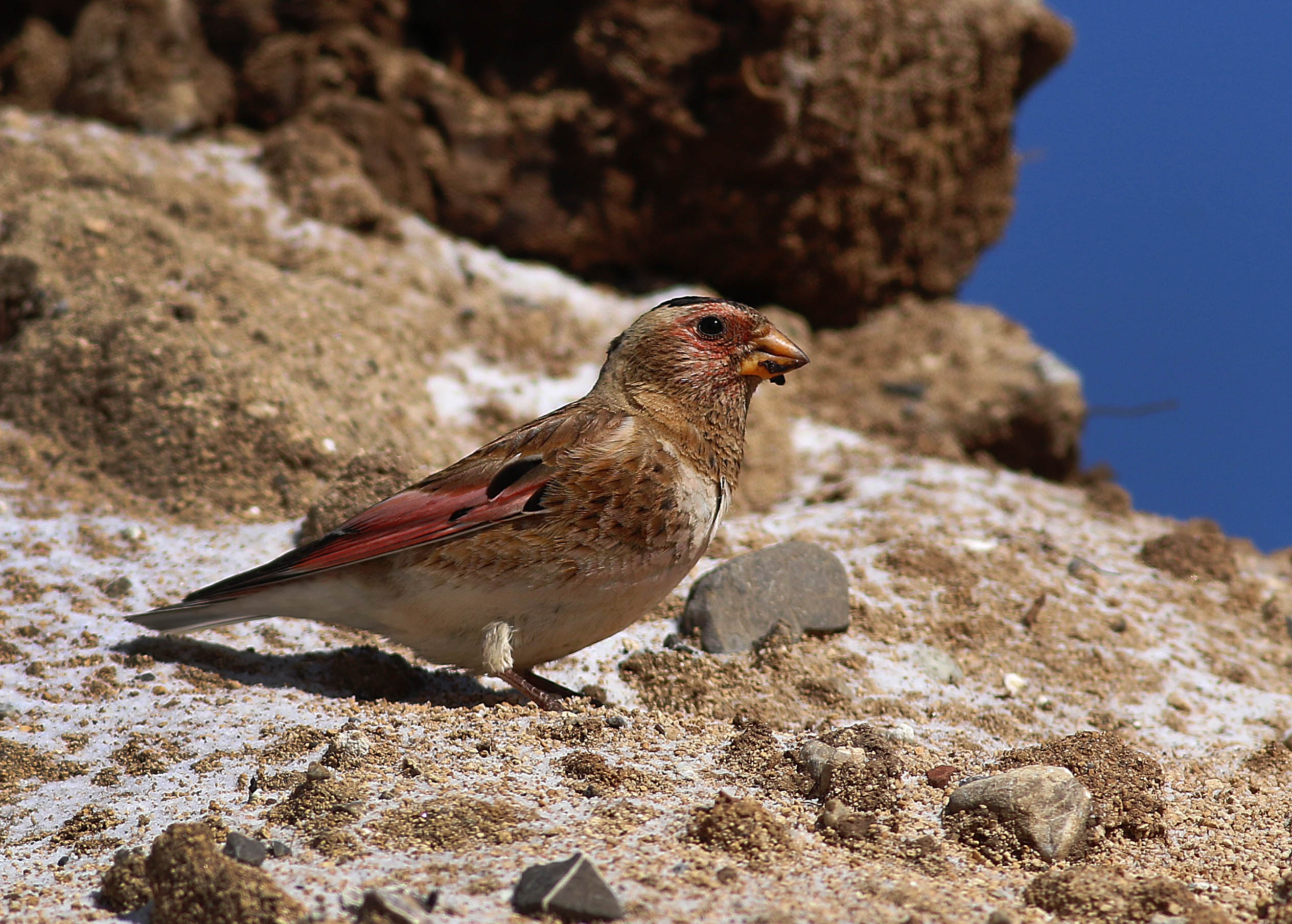 Crimson-winged Finch