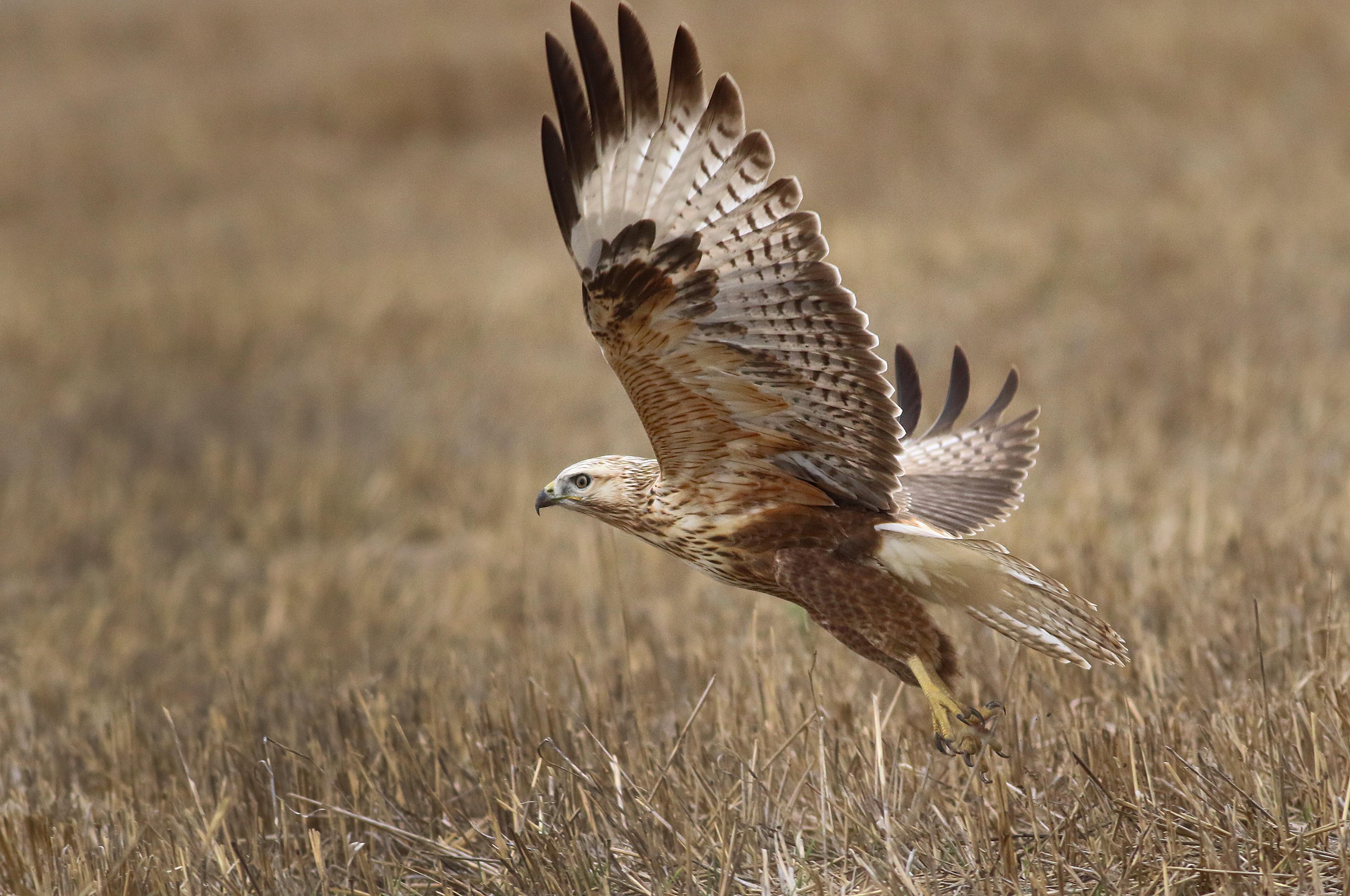 Long-legged Buzzard