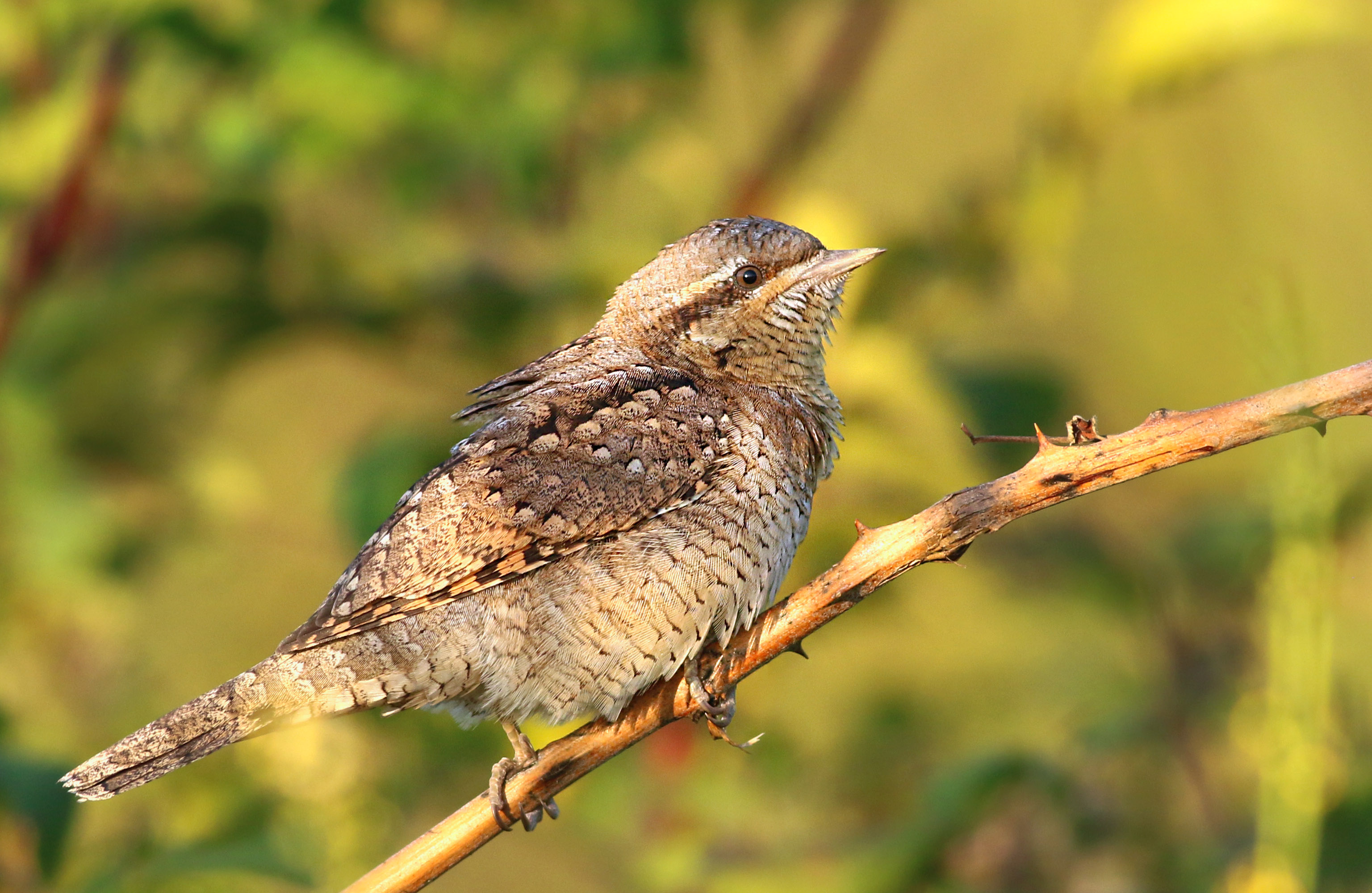 Eurasian Wryneck