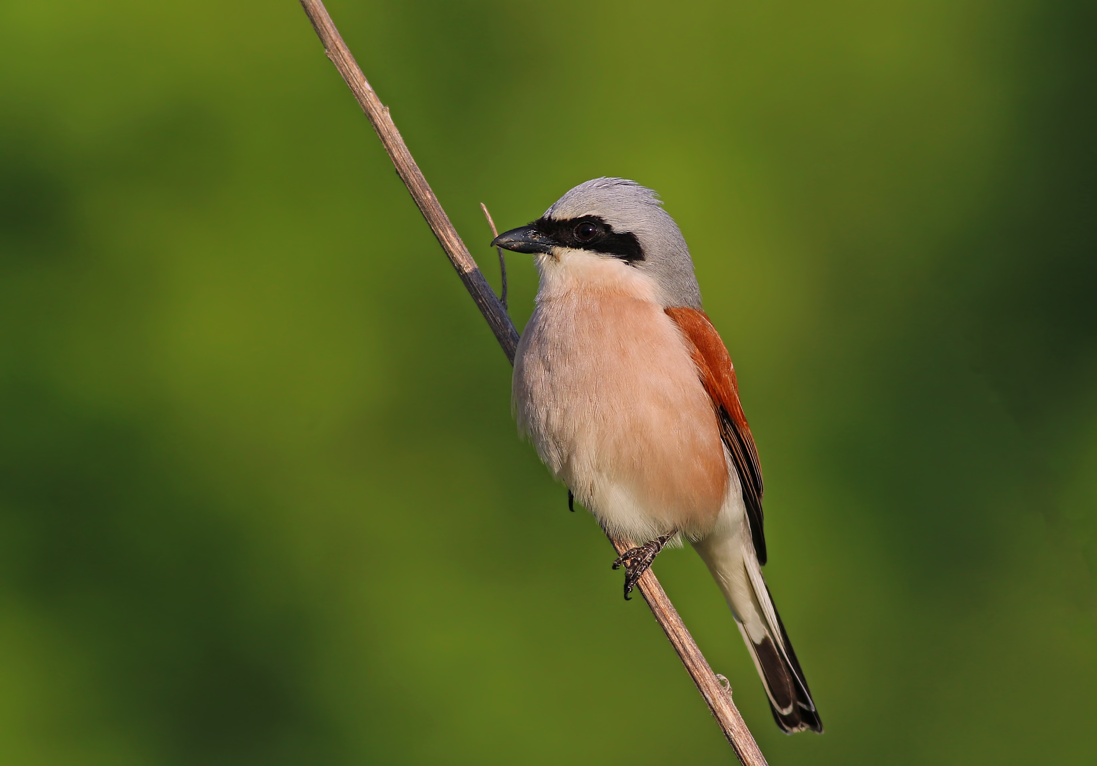 Red-backed Shrike