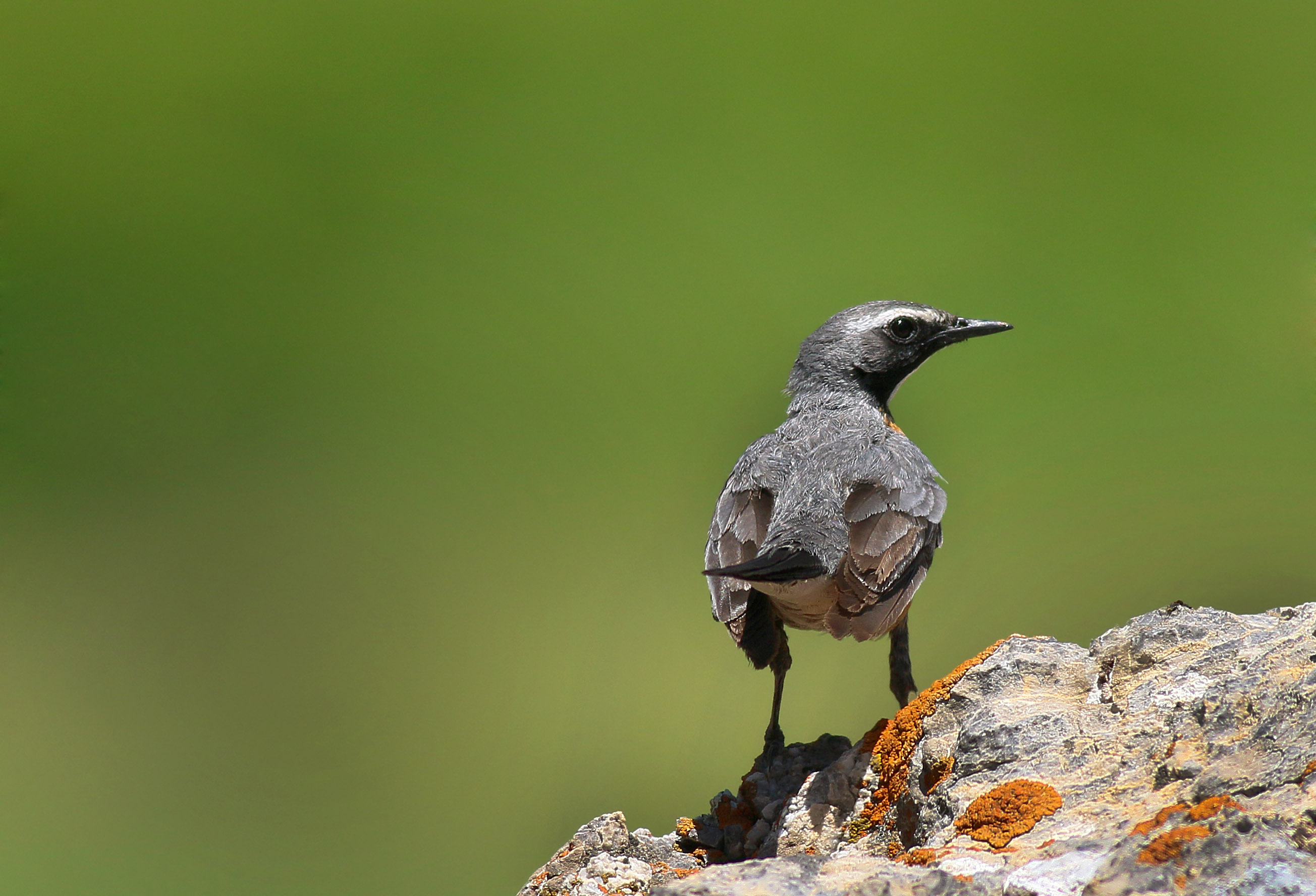 White-throated Robin