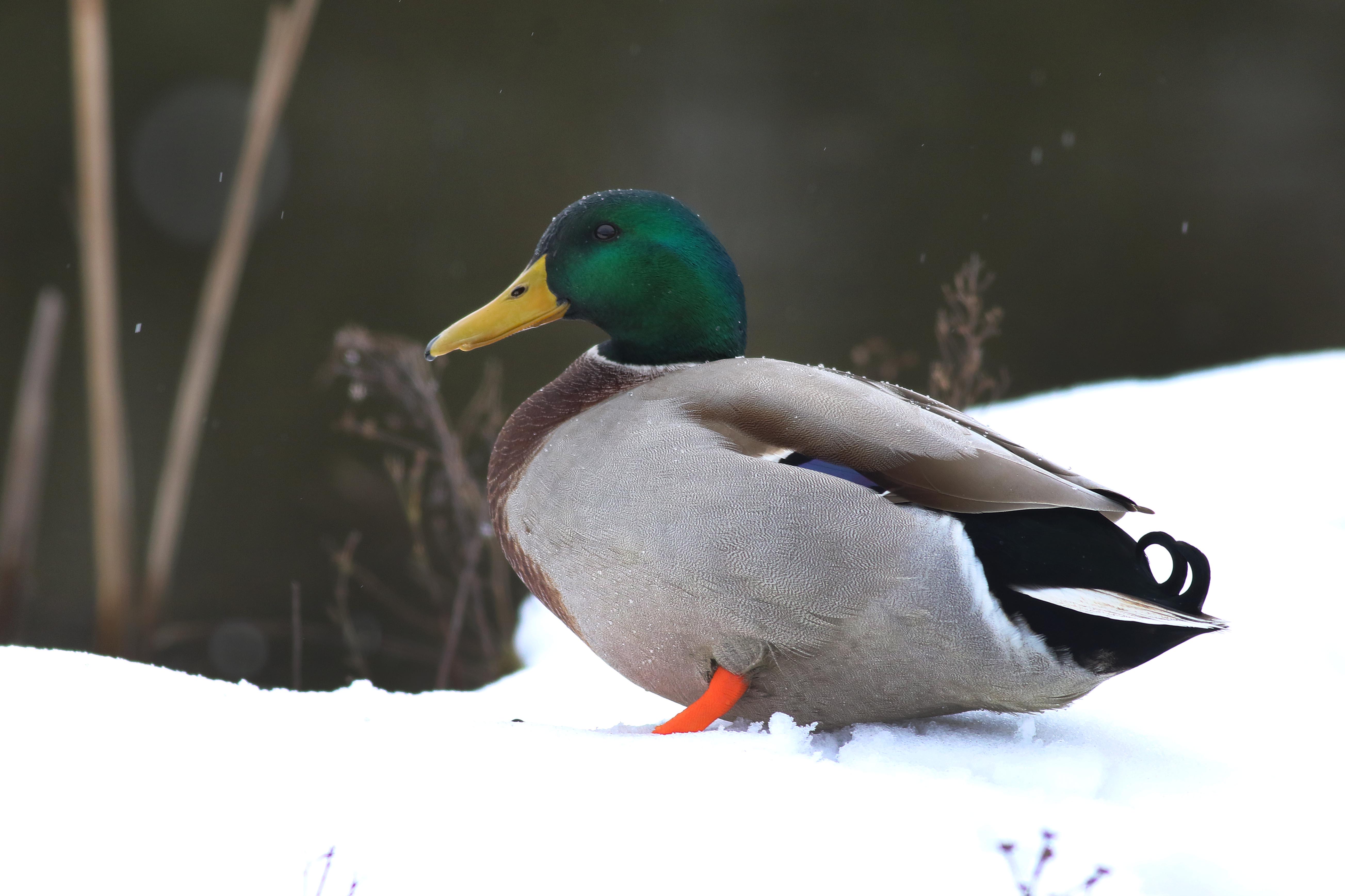 Mallard