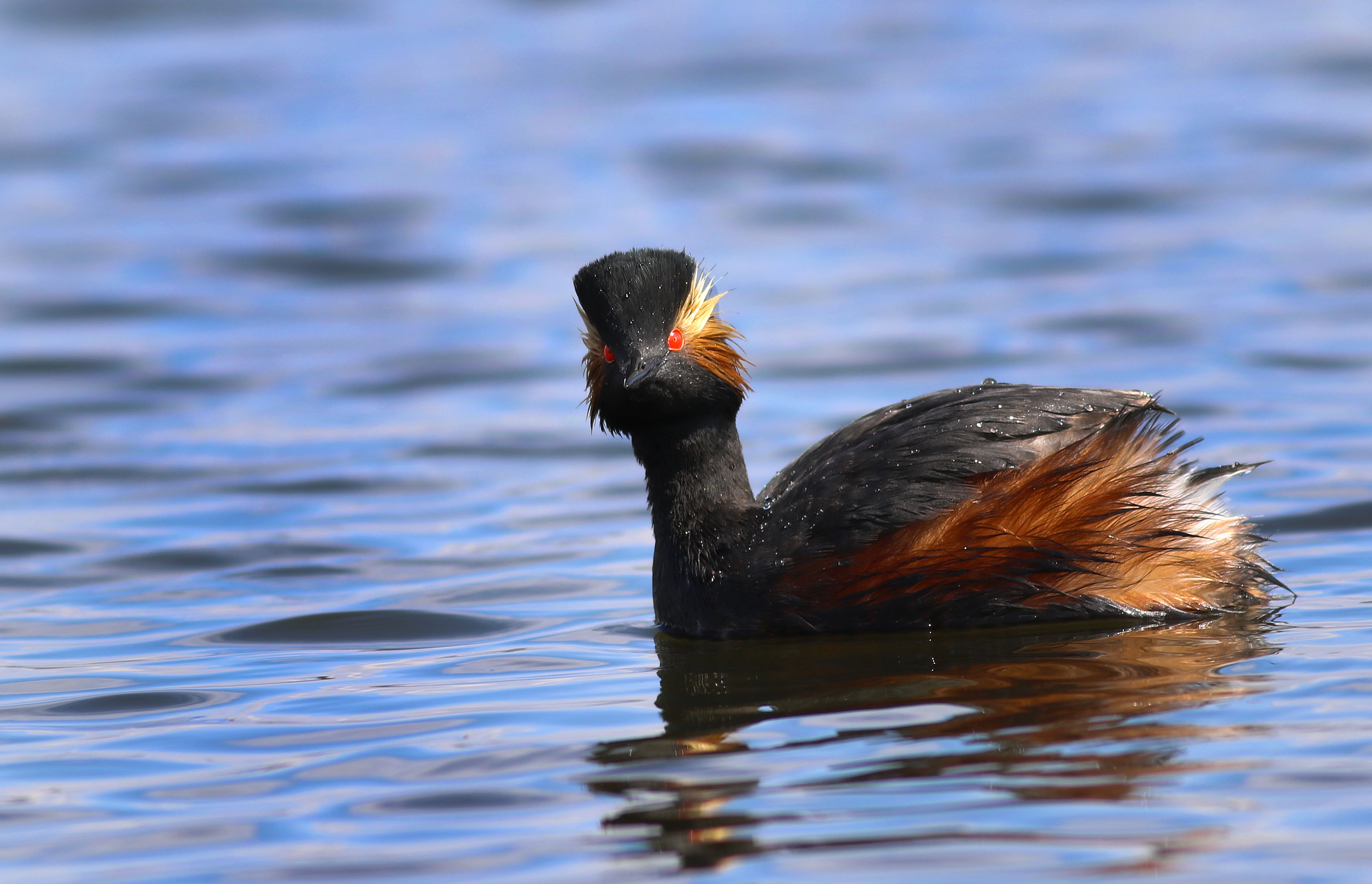 Eared Grebe
