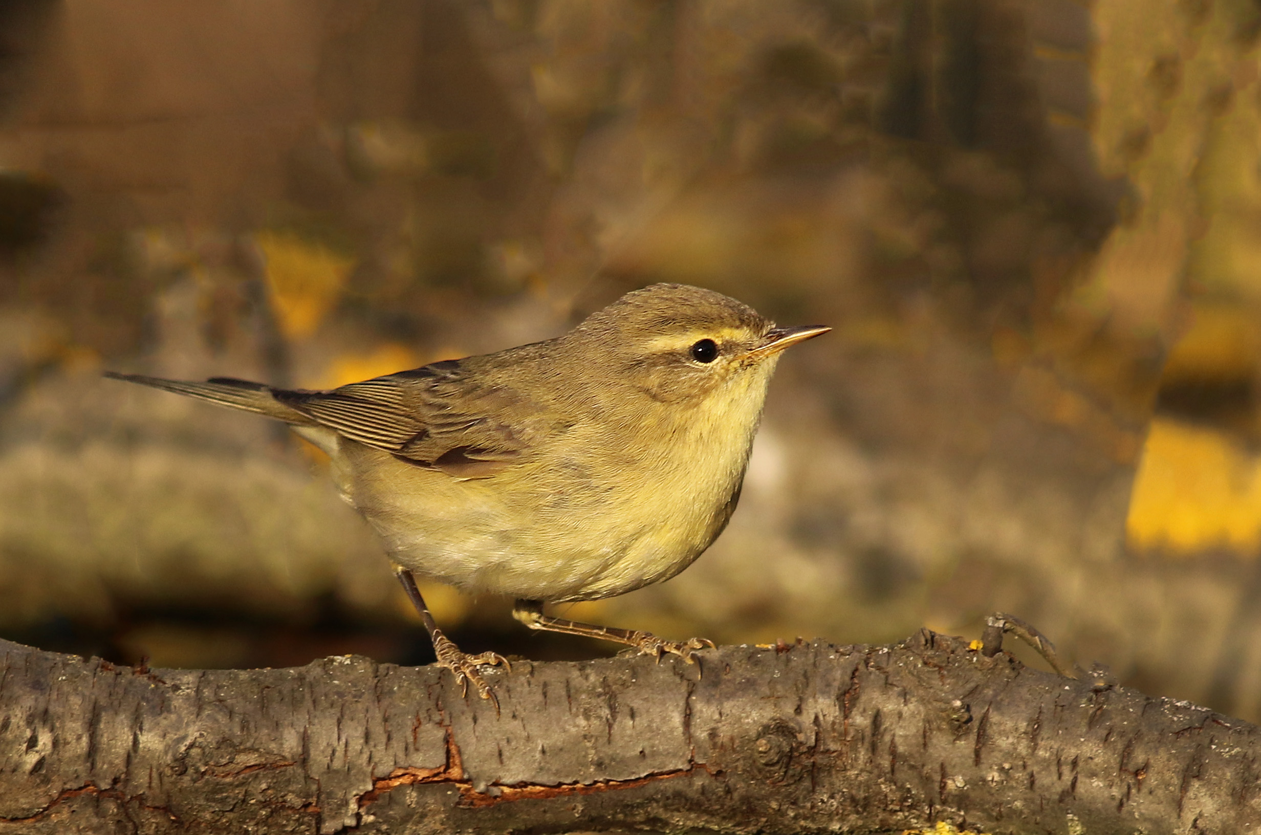 Willow Warbler