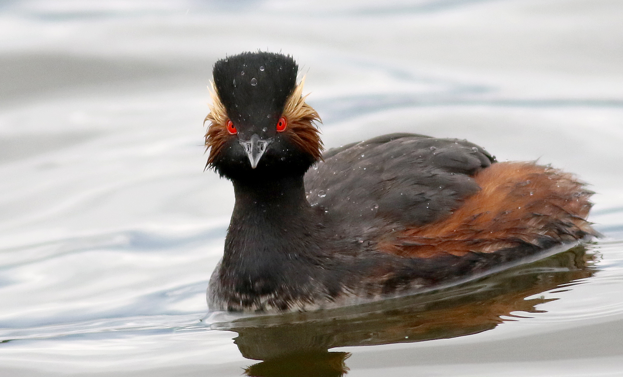 Eared Grebe