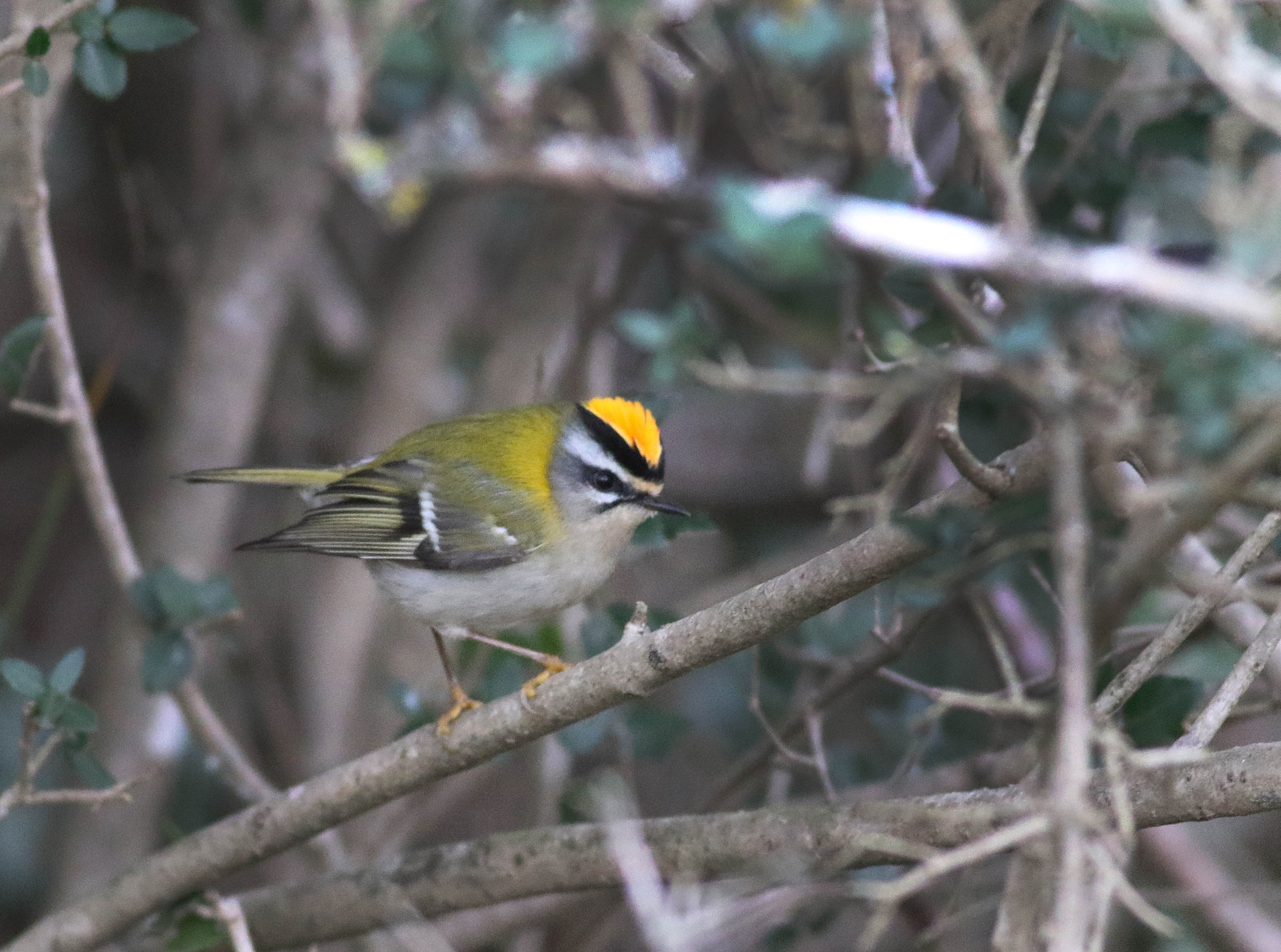 Common Firecrest