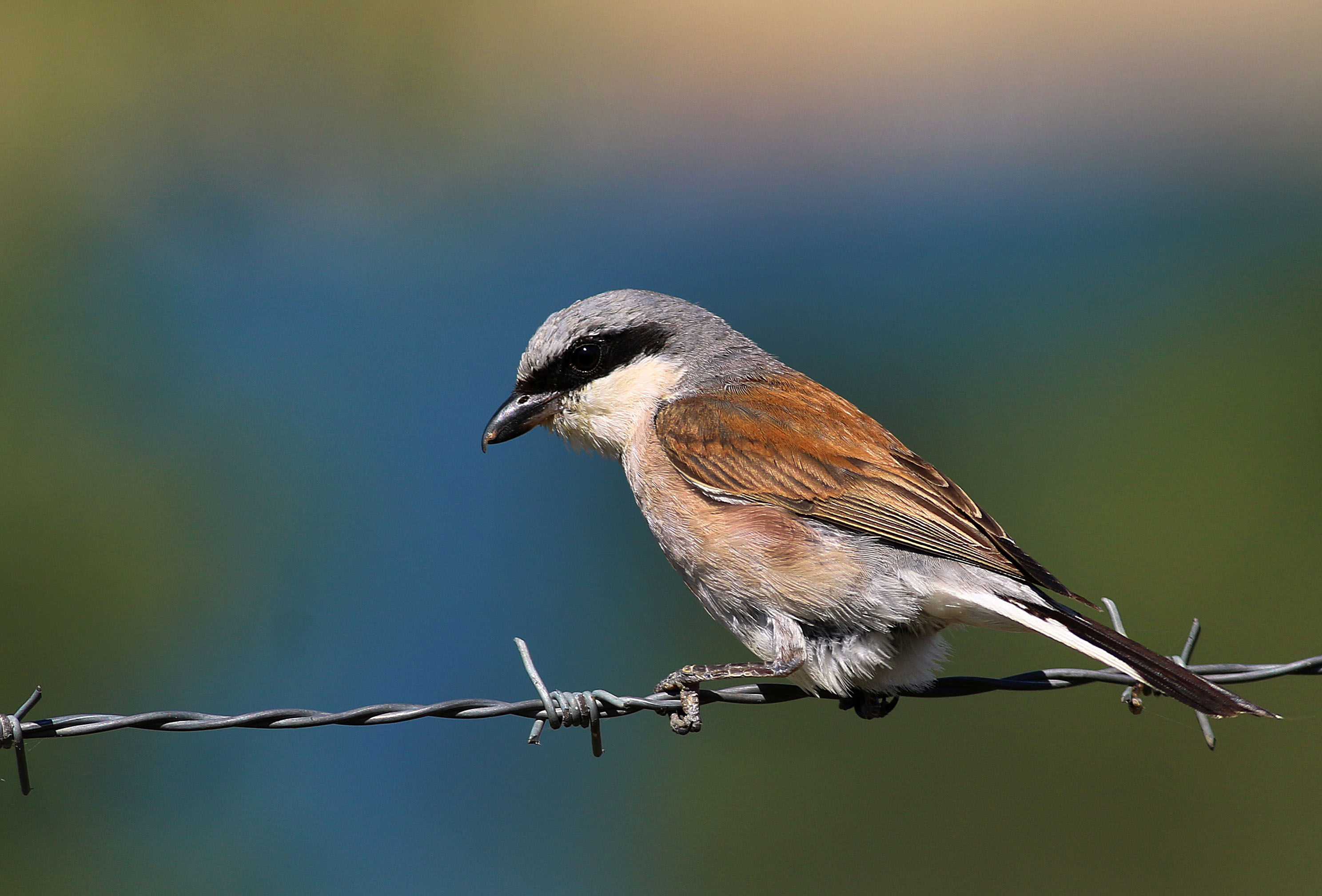 Red-backed Shrike
