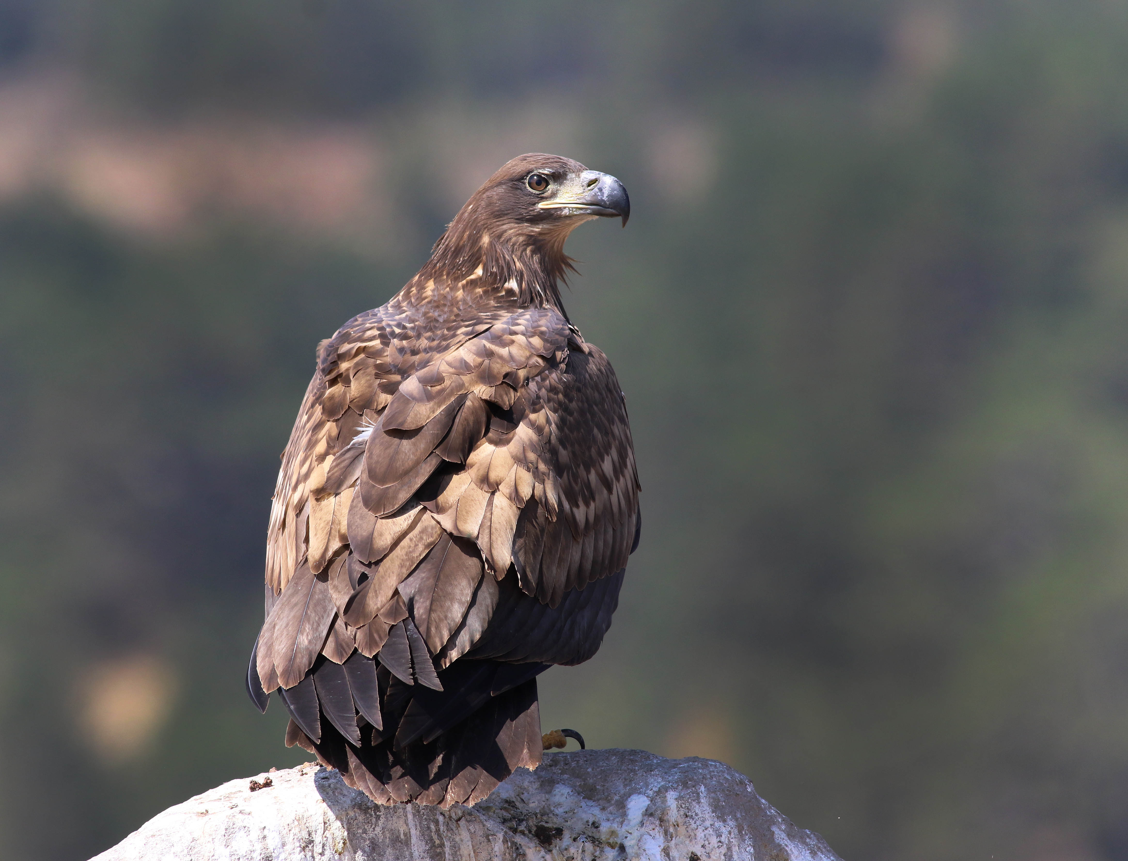 White-tailed Eagle