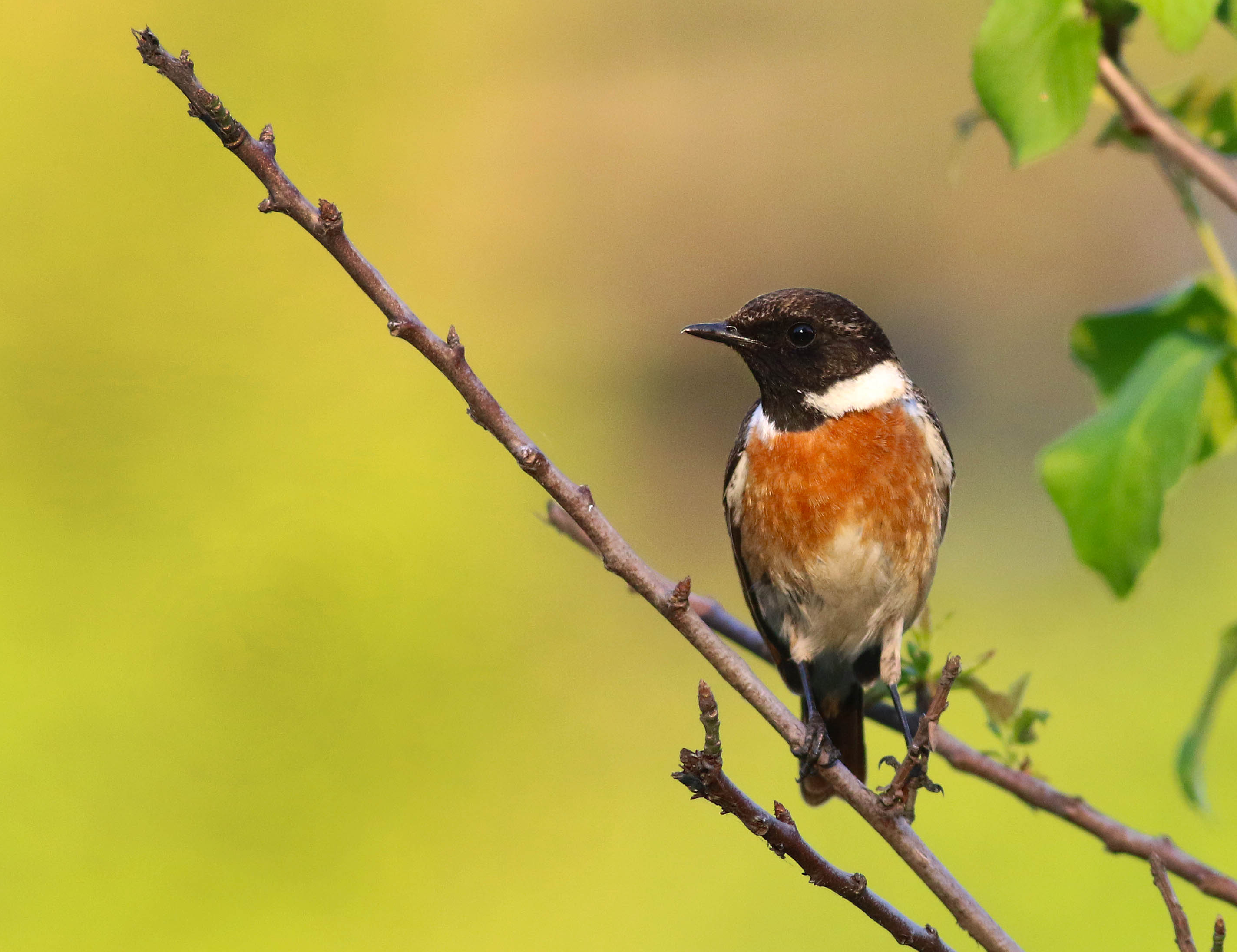 European Stonechat