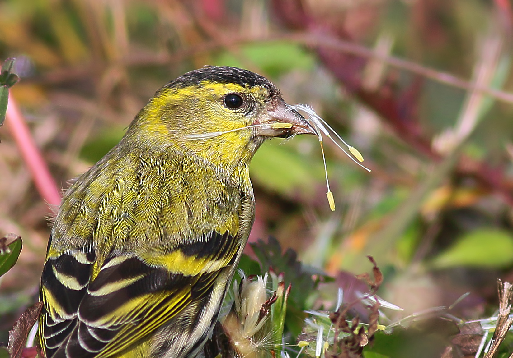 Eurasian Siskin