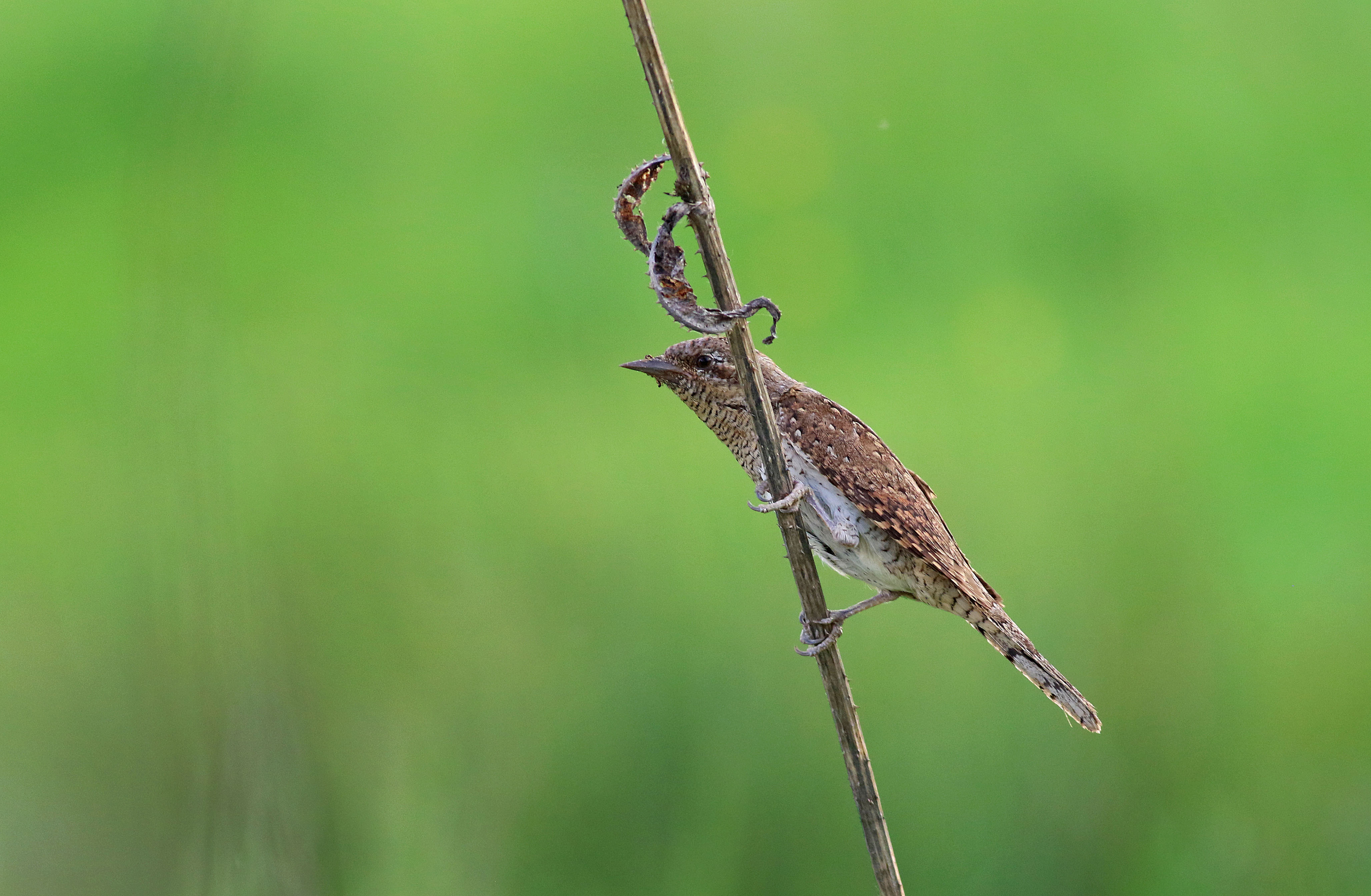 Eurasian Wryneck
