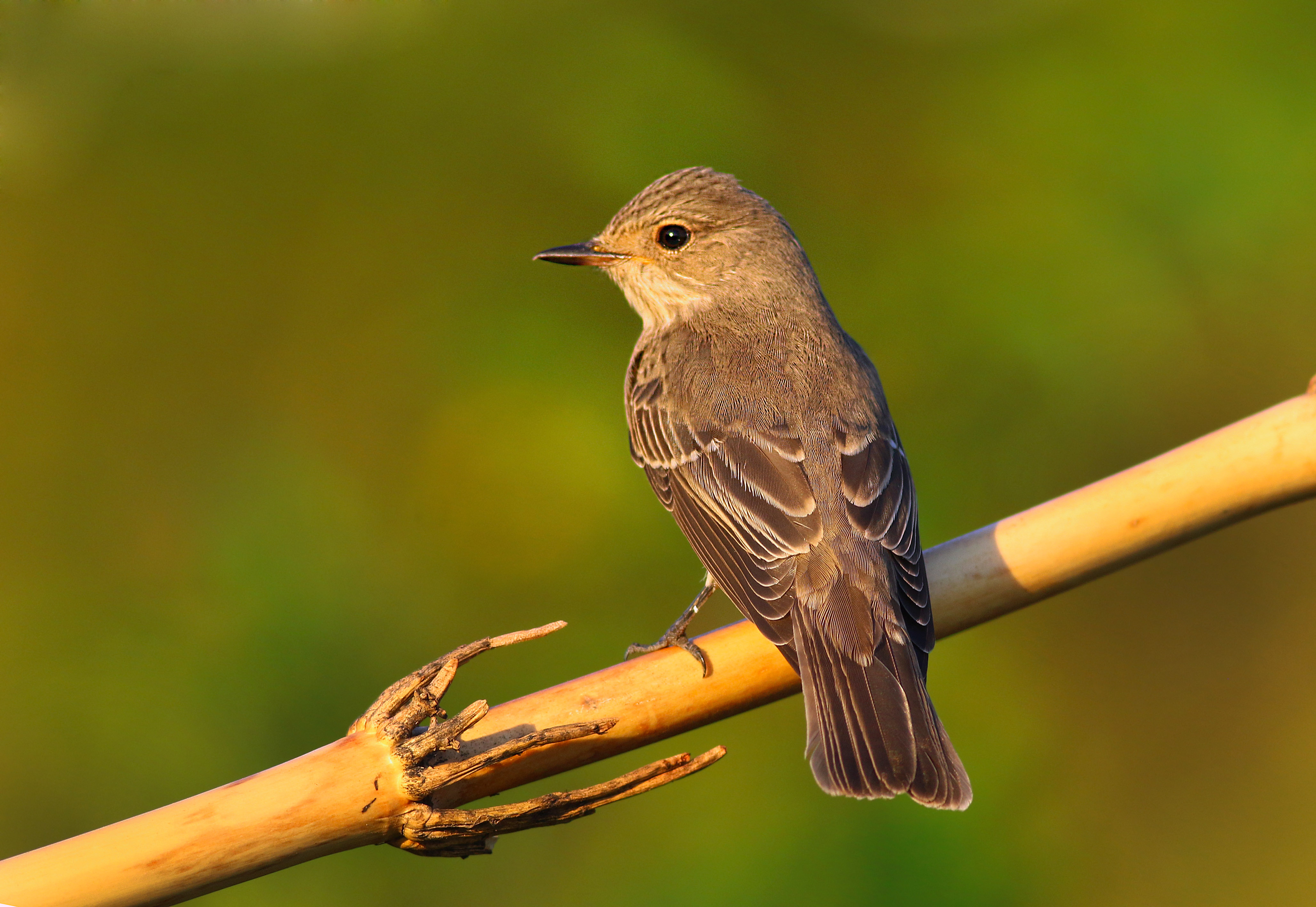 Spotted Flycatcher