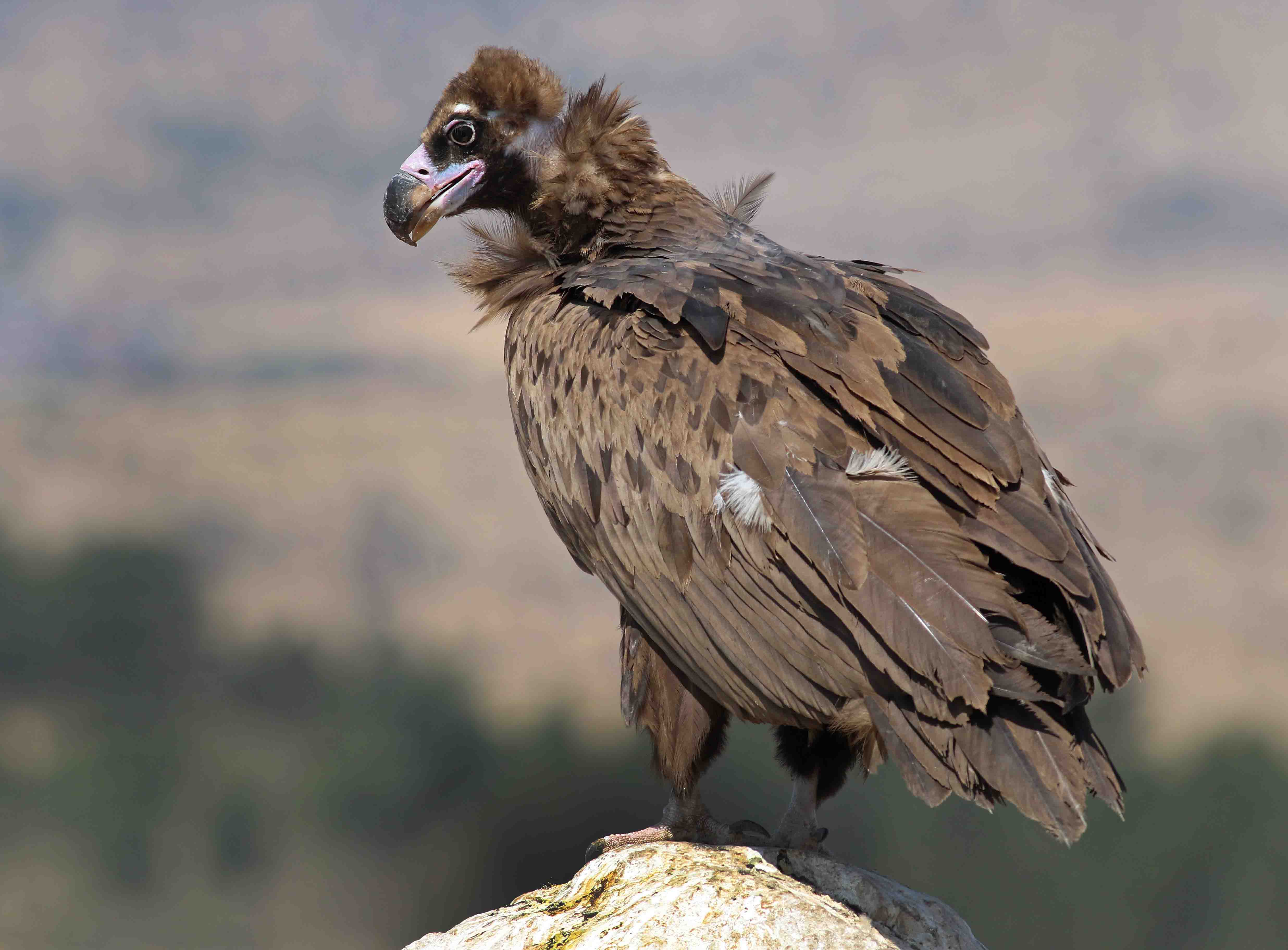 Cinereous Vulture