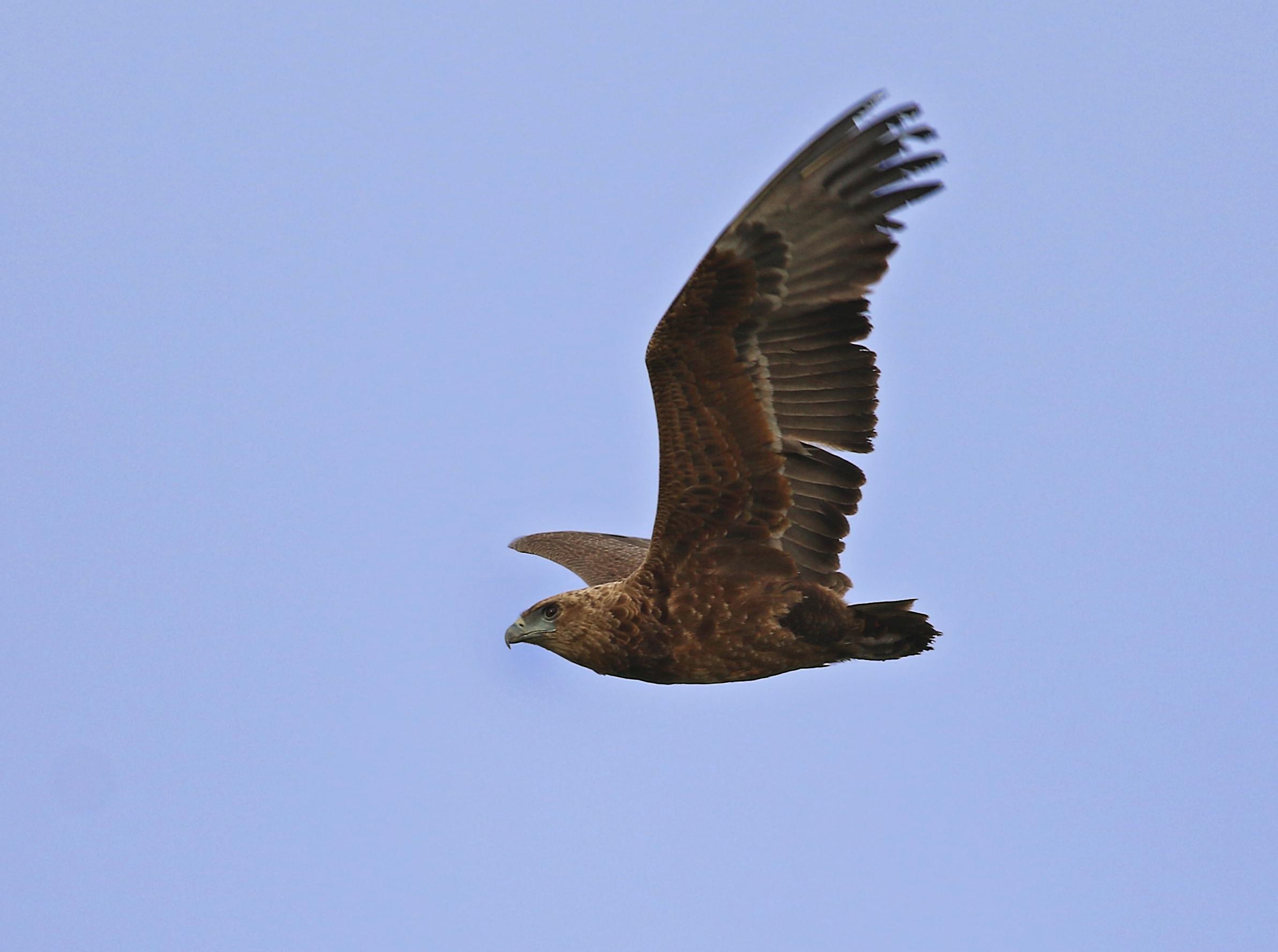 Bateleur