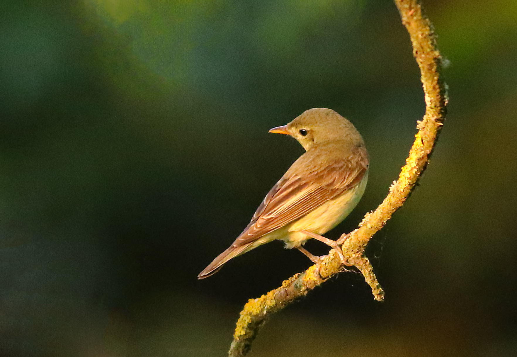 Icterine Warbler