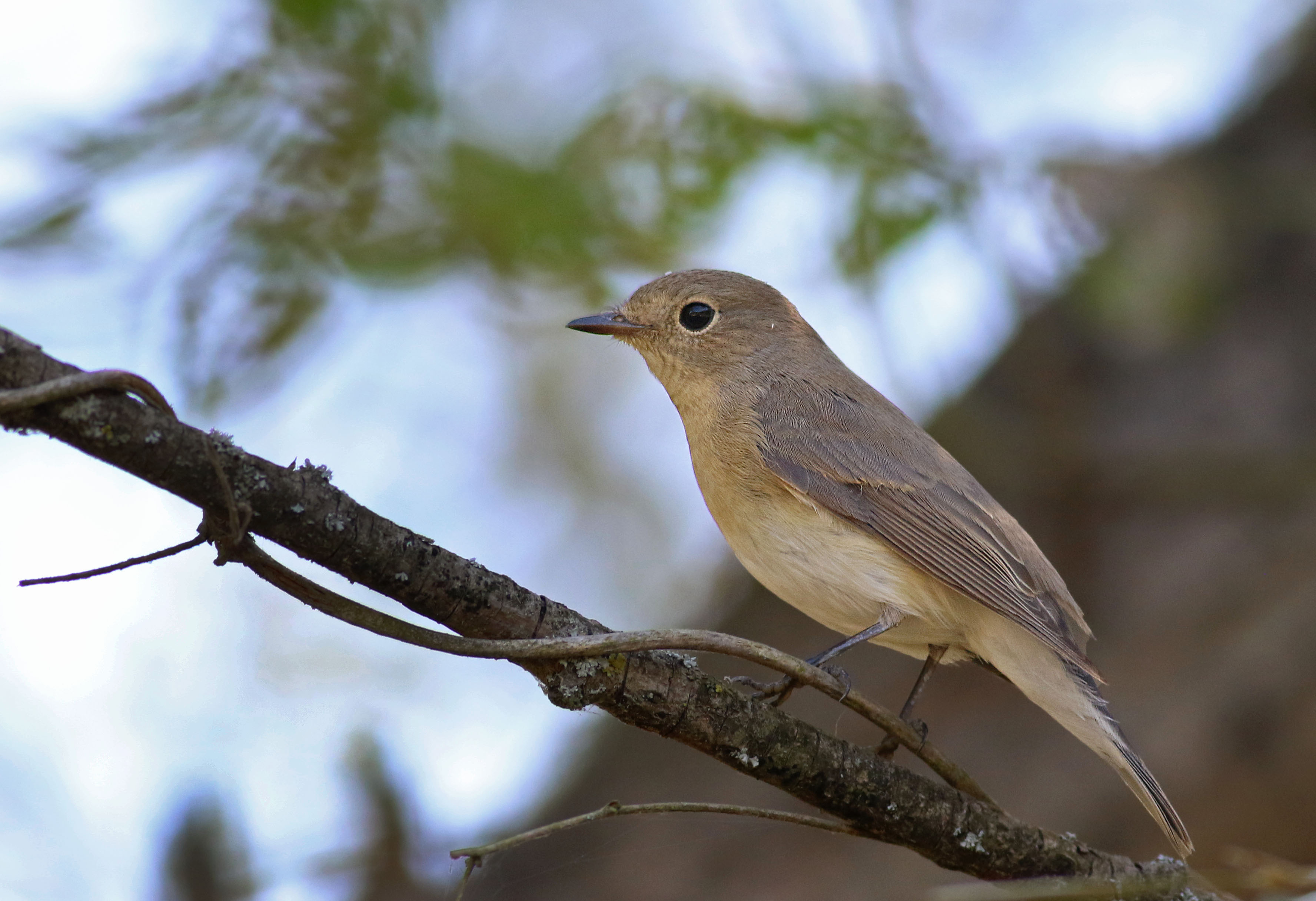 Red-breasted Flycatcher