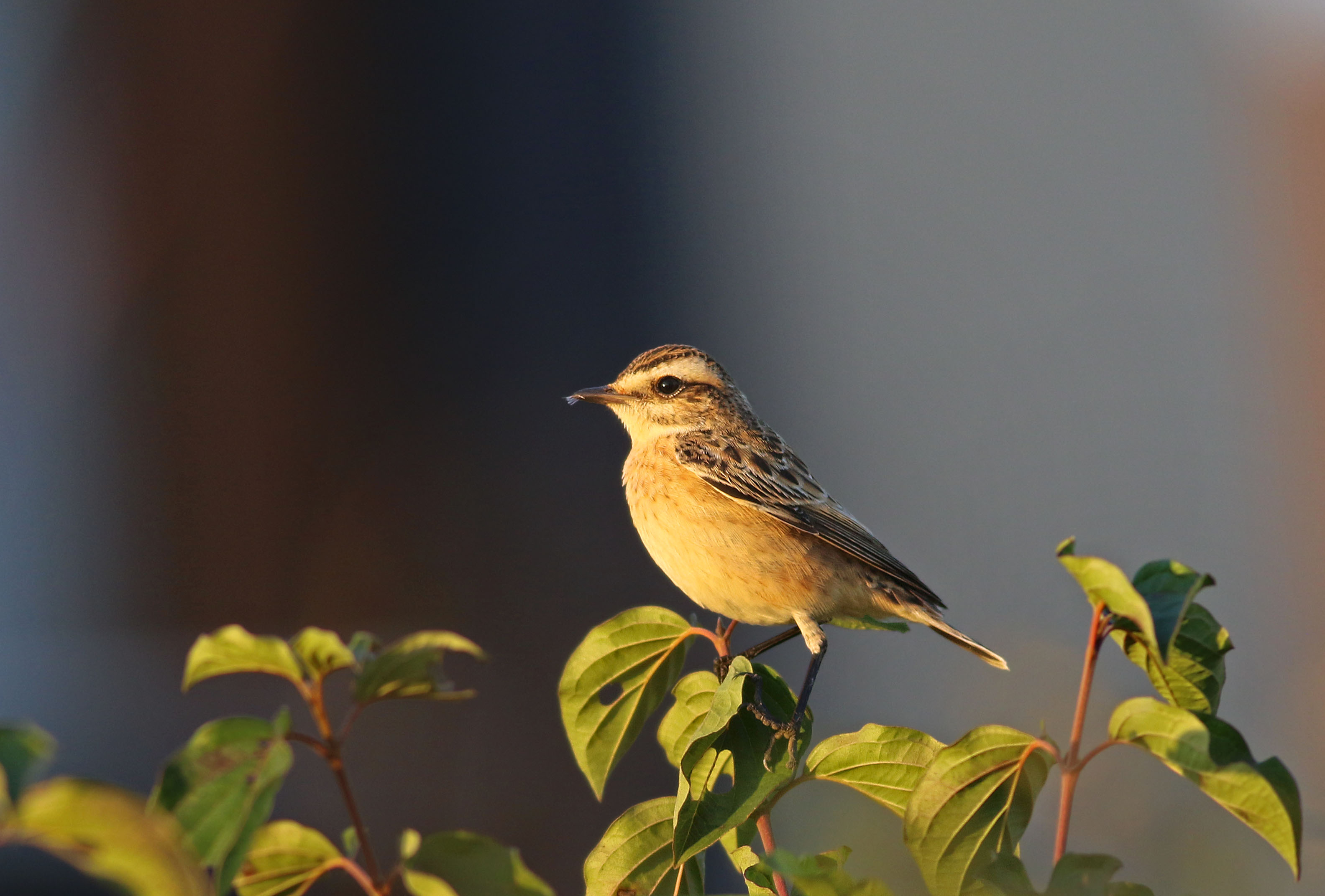 Whinchat