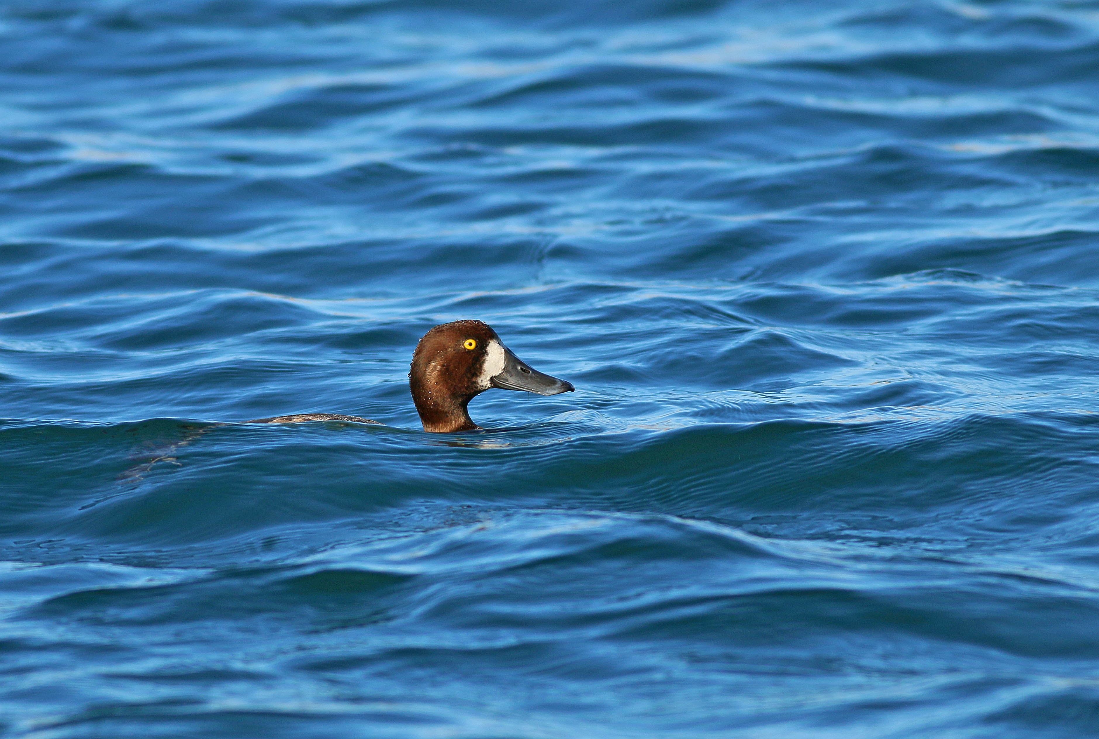 Greater Scaup