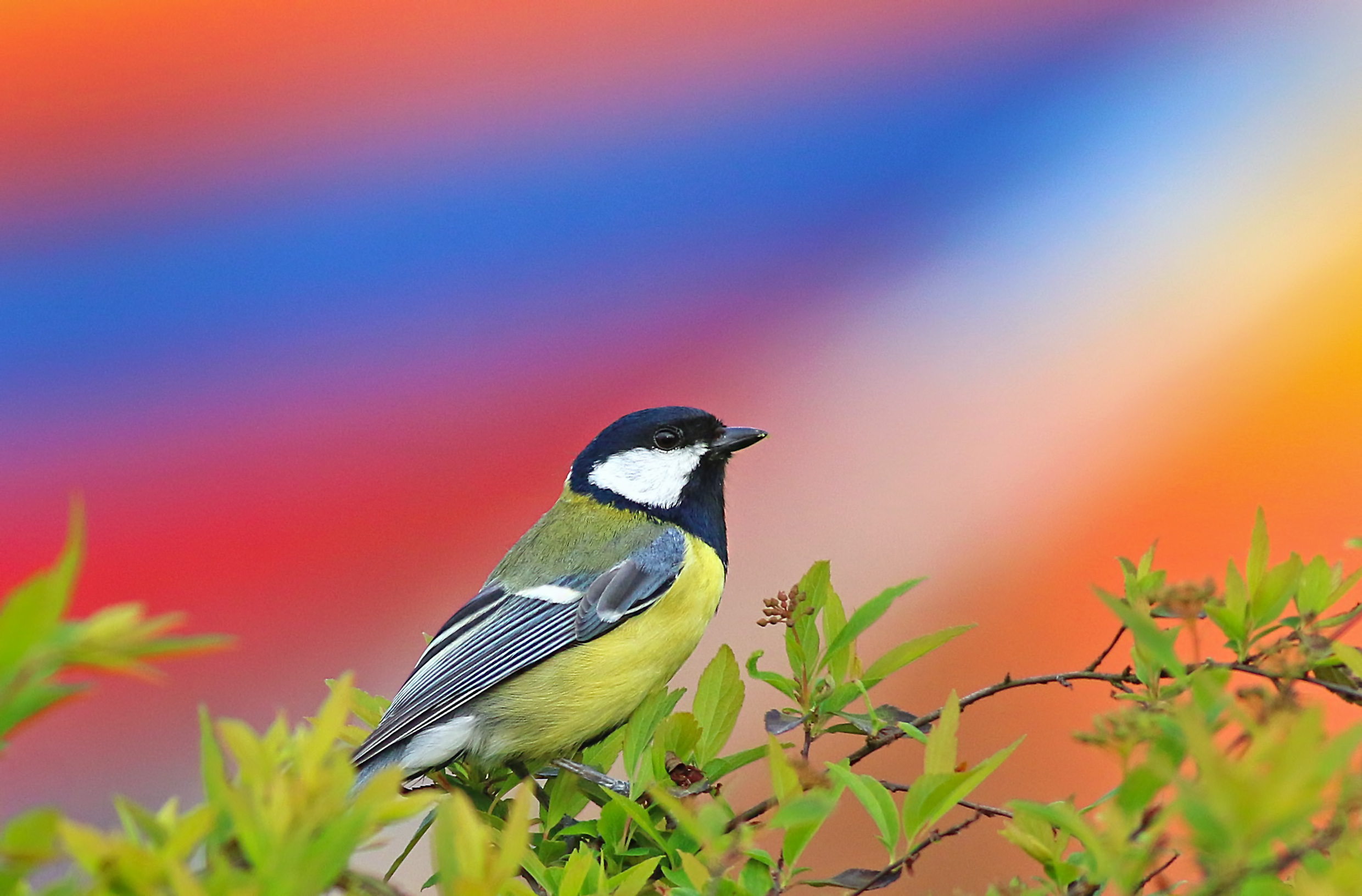 Great Tit