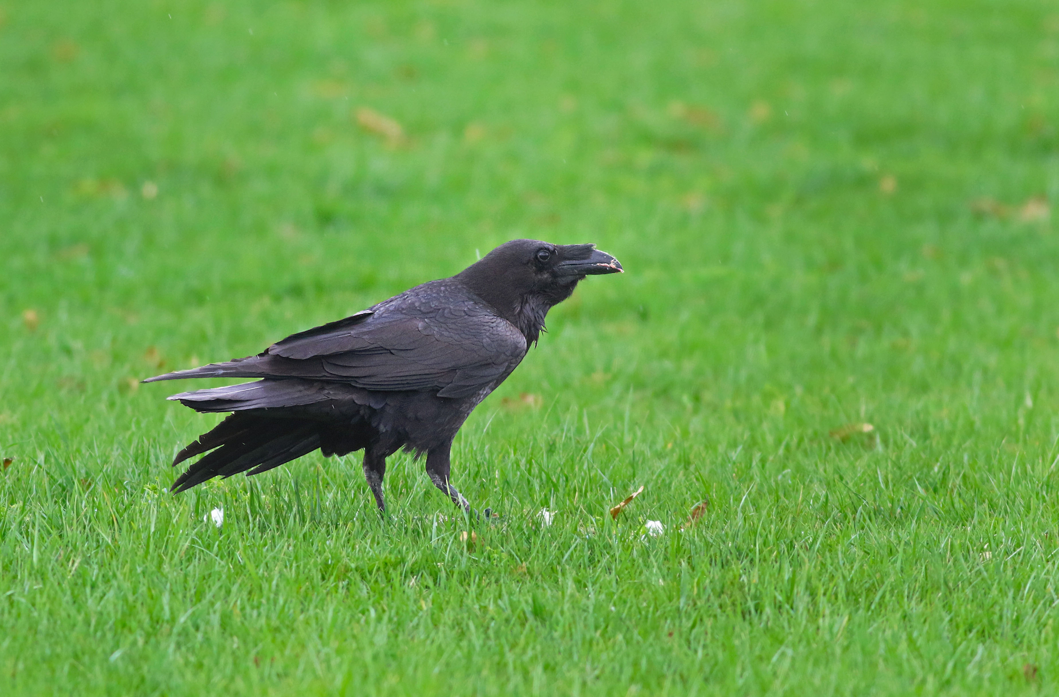 Common Raven