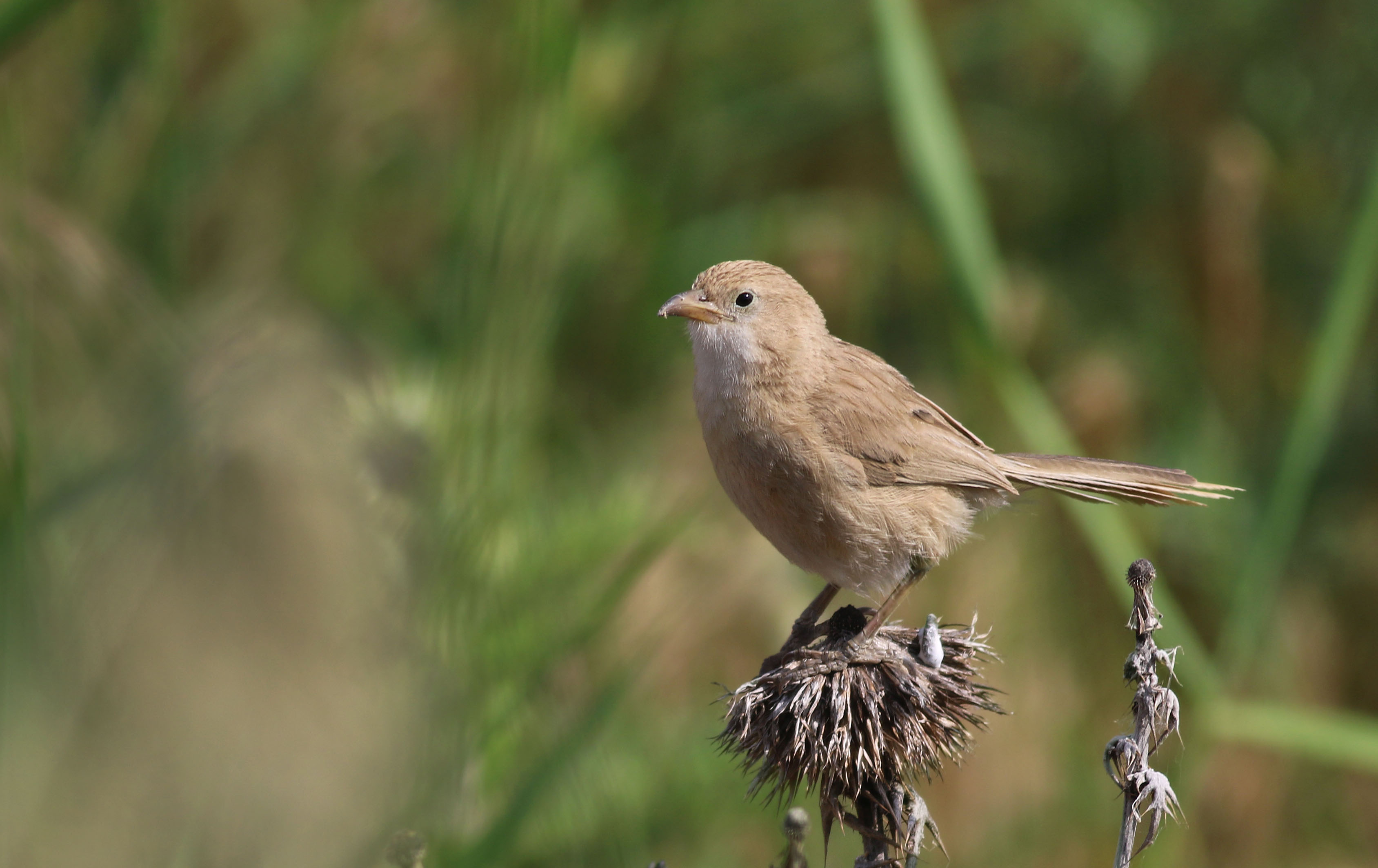 Iraq Babbler — Ana fotoğraf