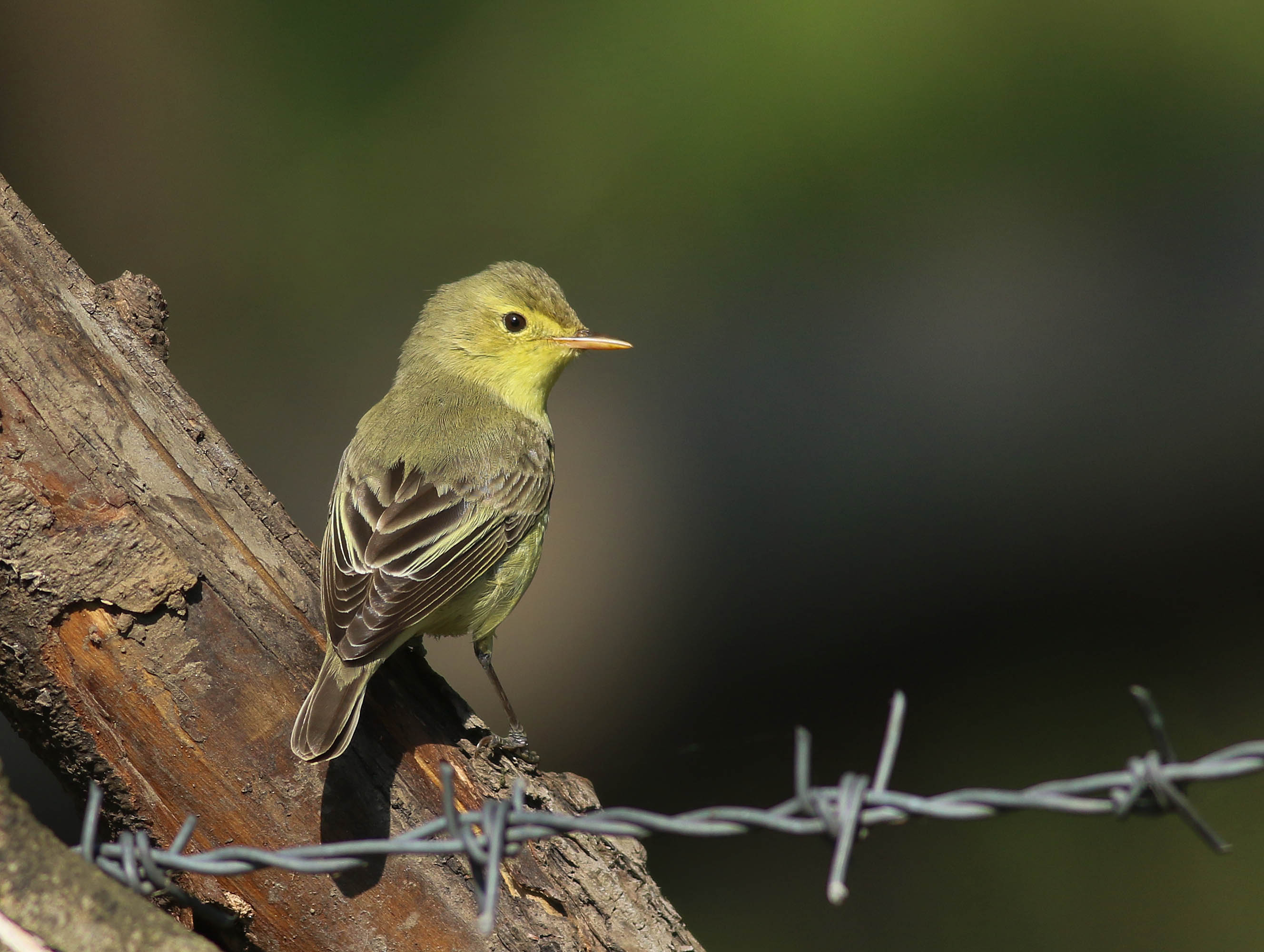 Icterine Warbler
