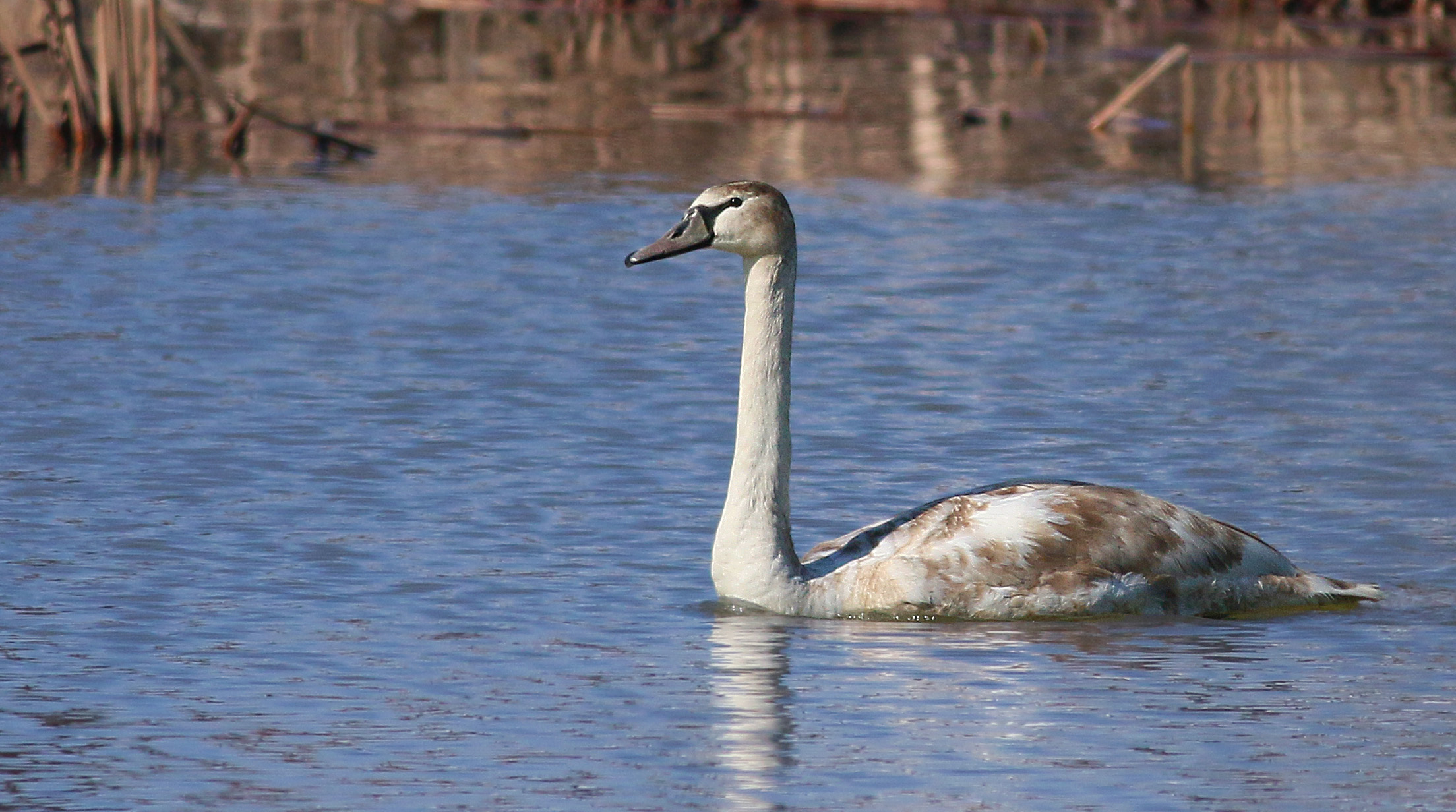 Mute Swan