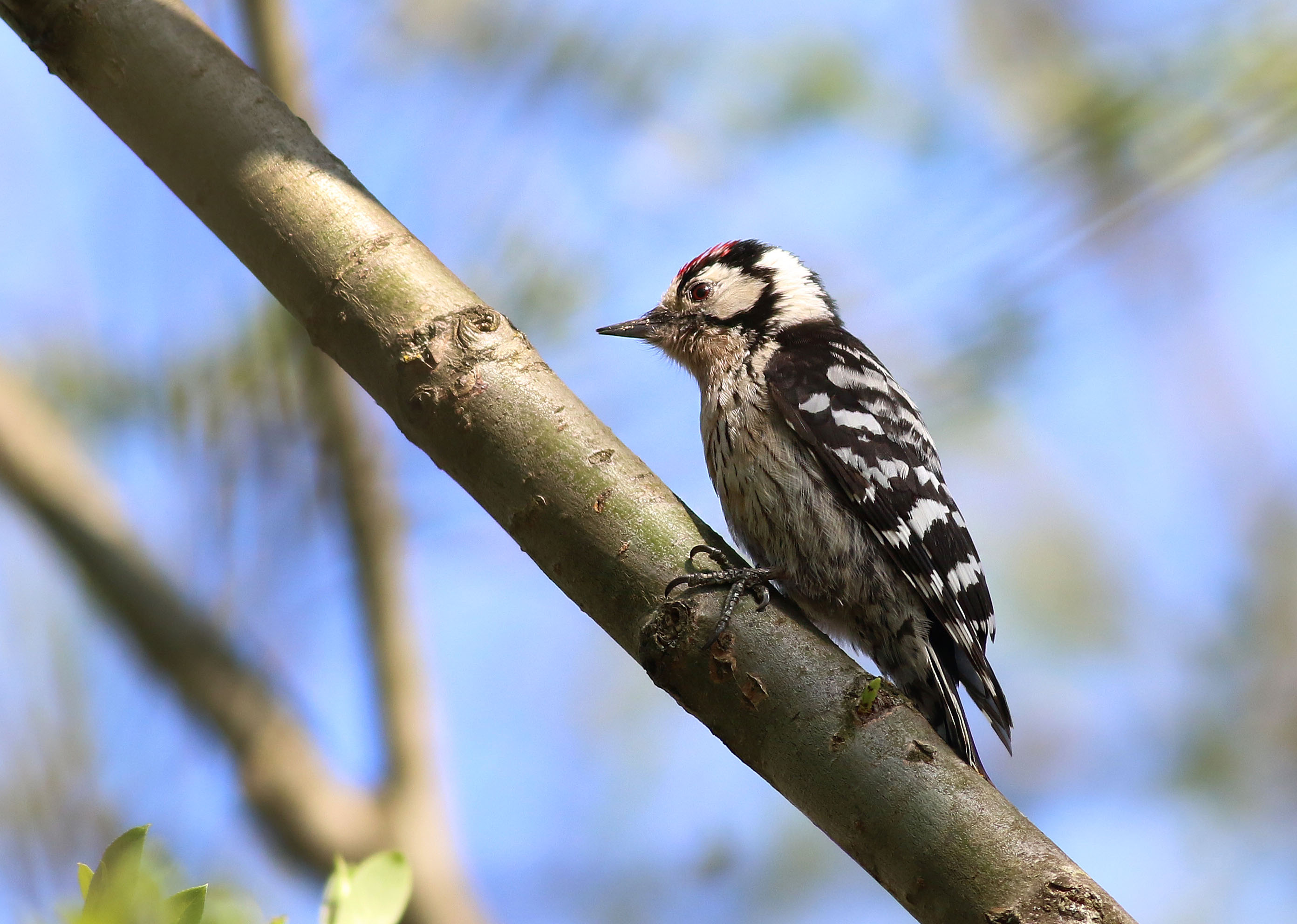 Lesser Spotted Woodpecker