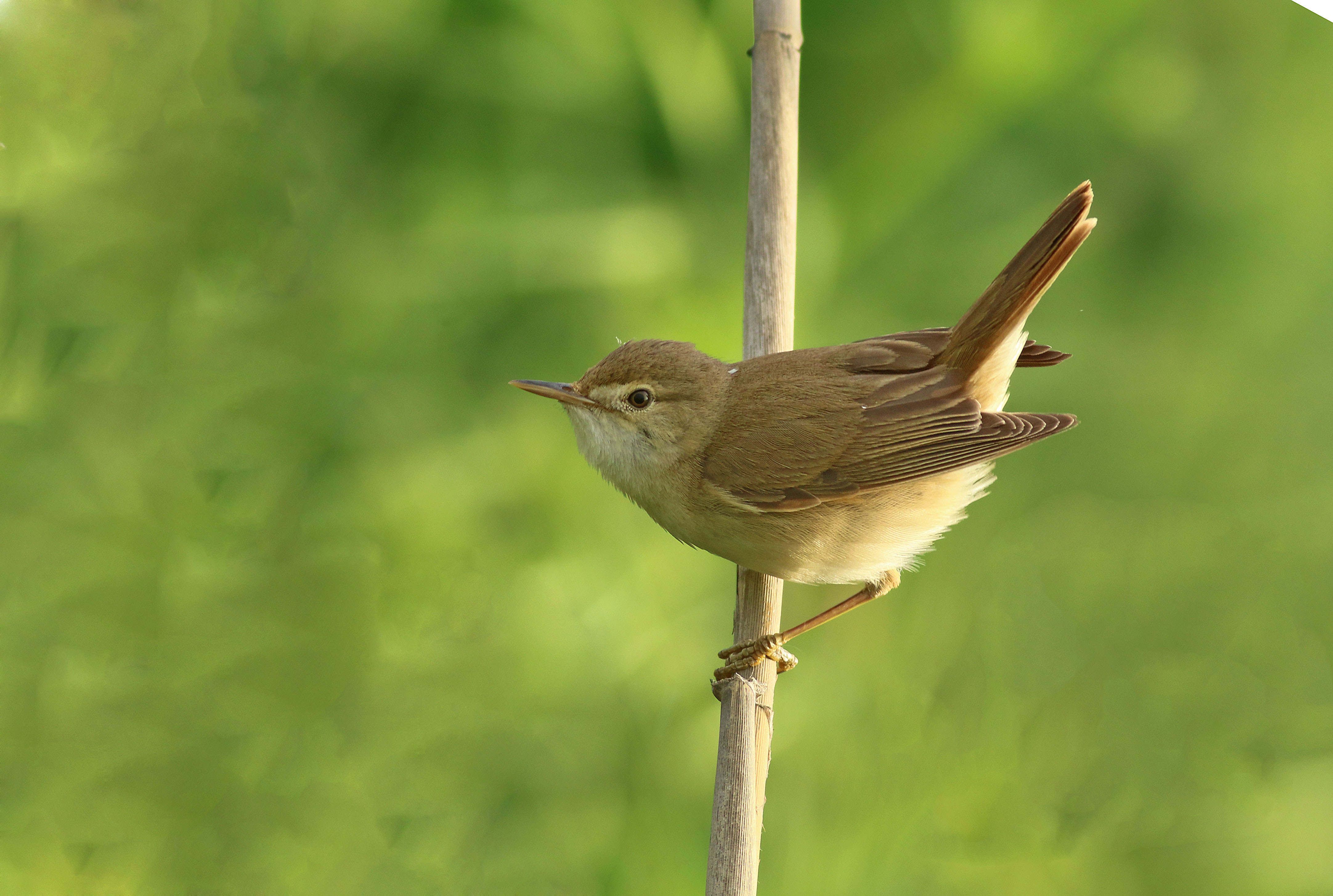 Eurasian Reed Warbler