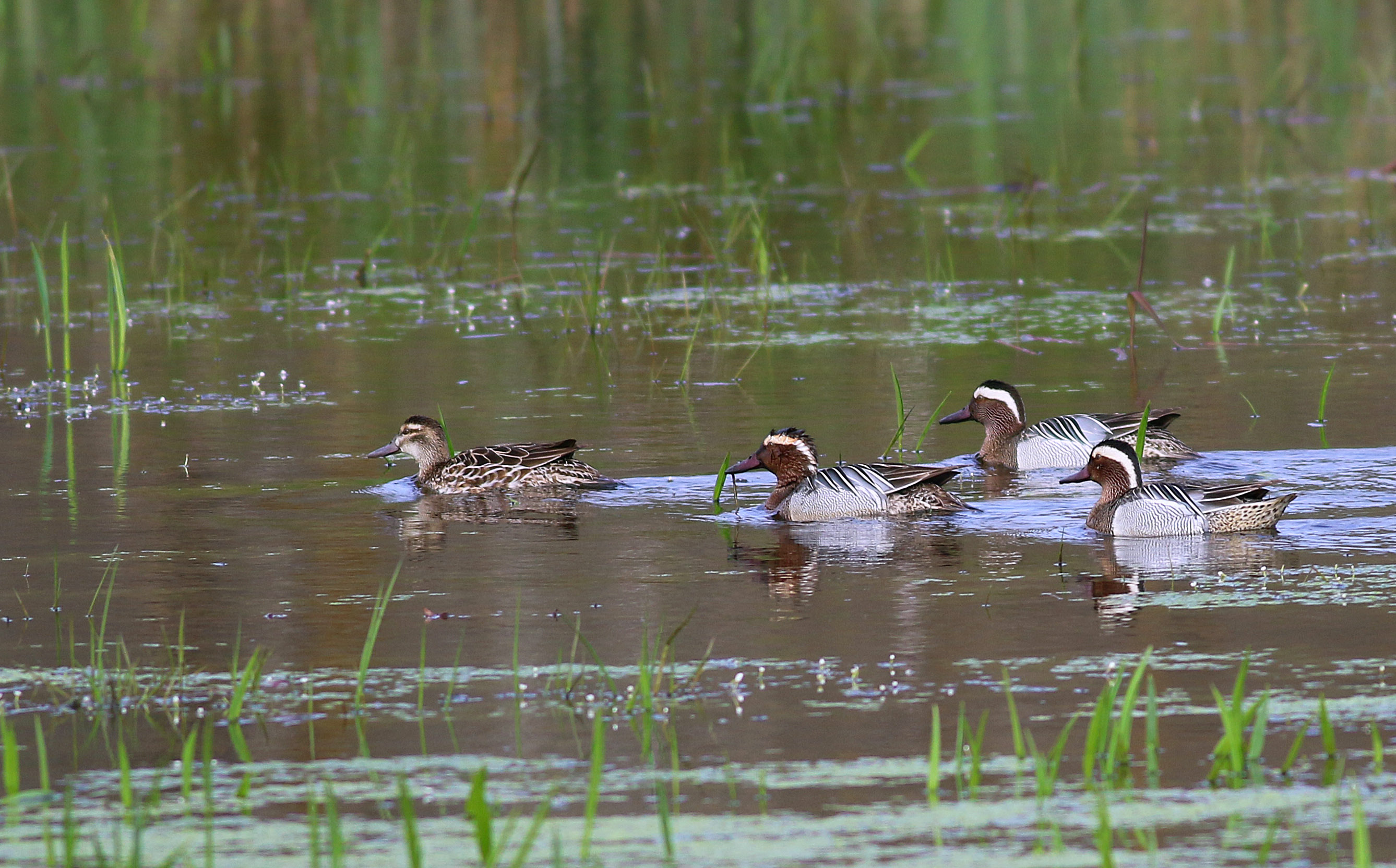 Garganey