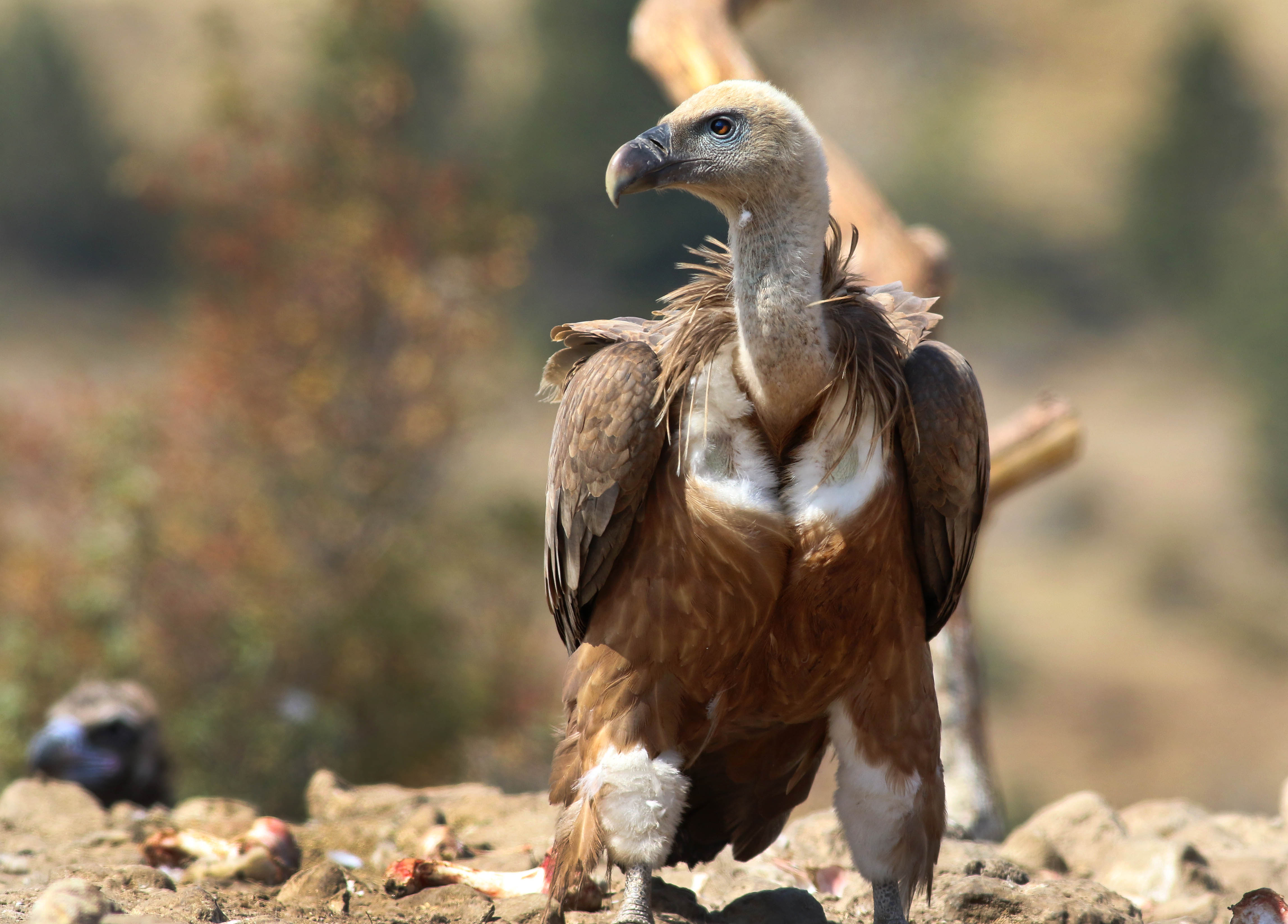 Eurasian Griffon — Ana fotoğraf
