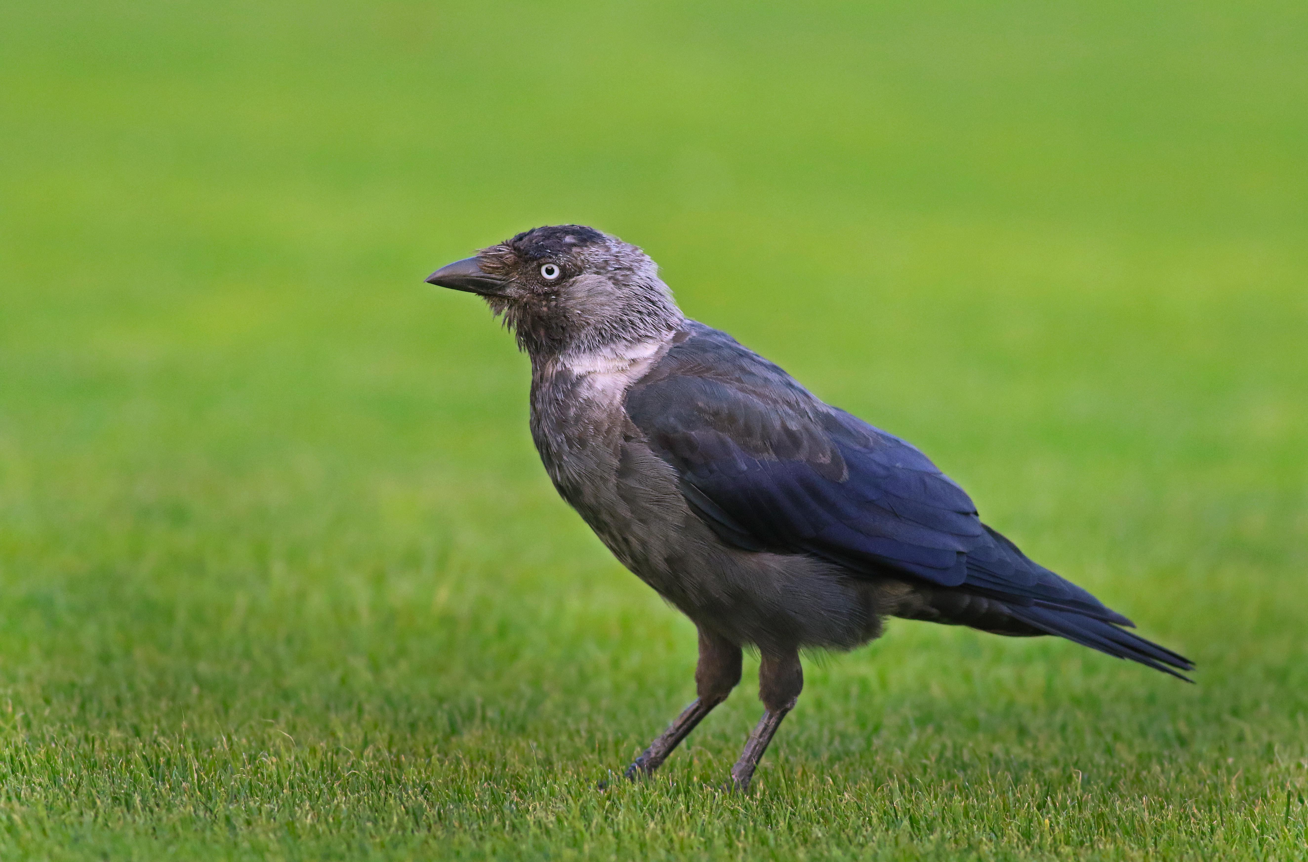 Eurasian Jackdaw
