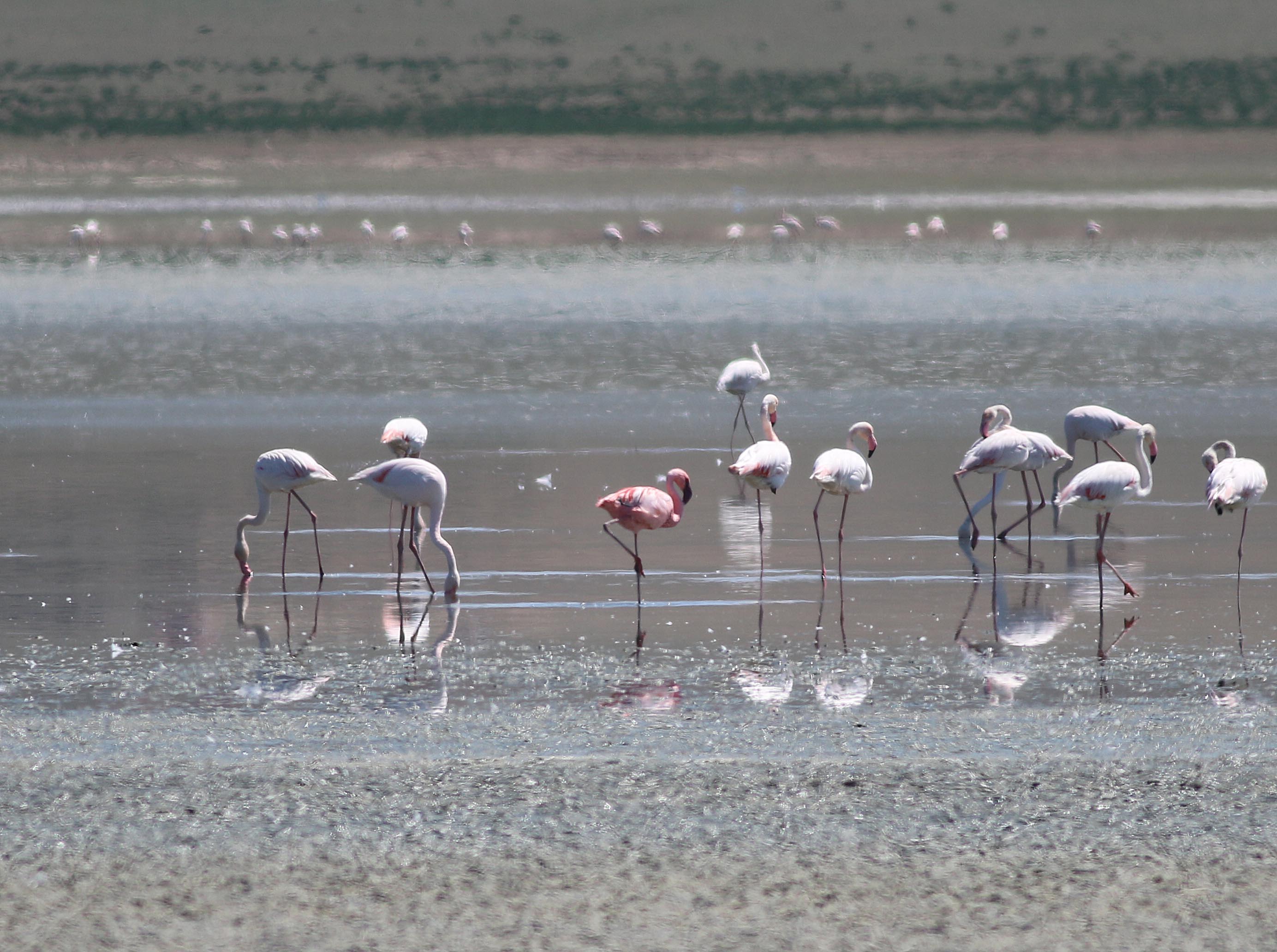Lesser Flamingo
