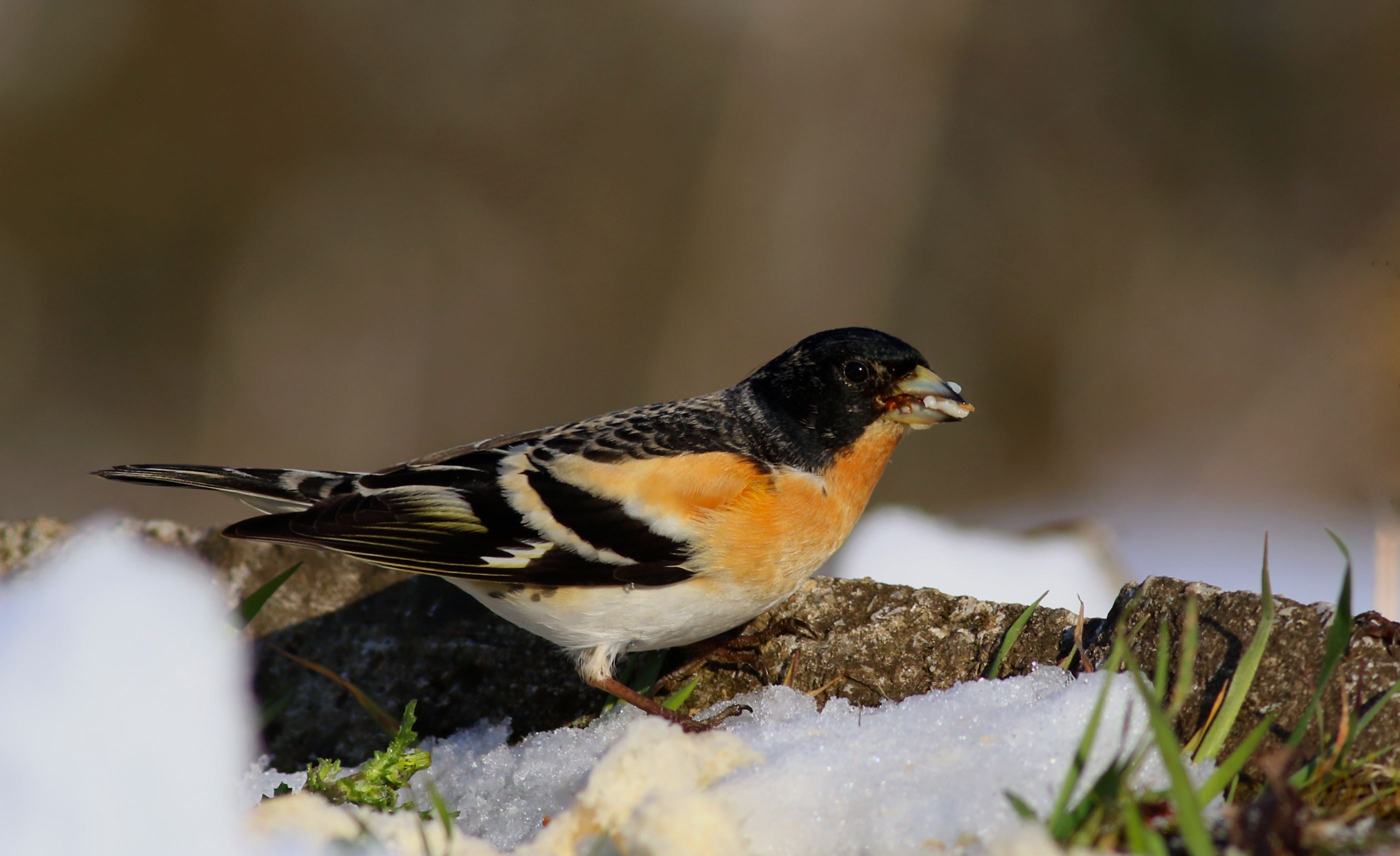 Brambling