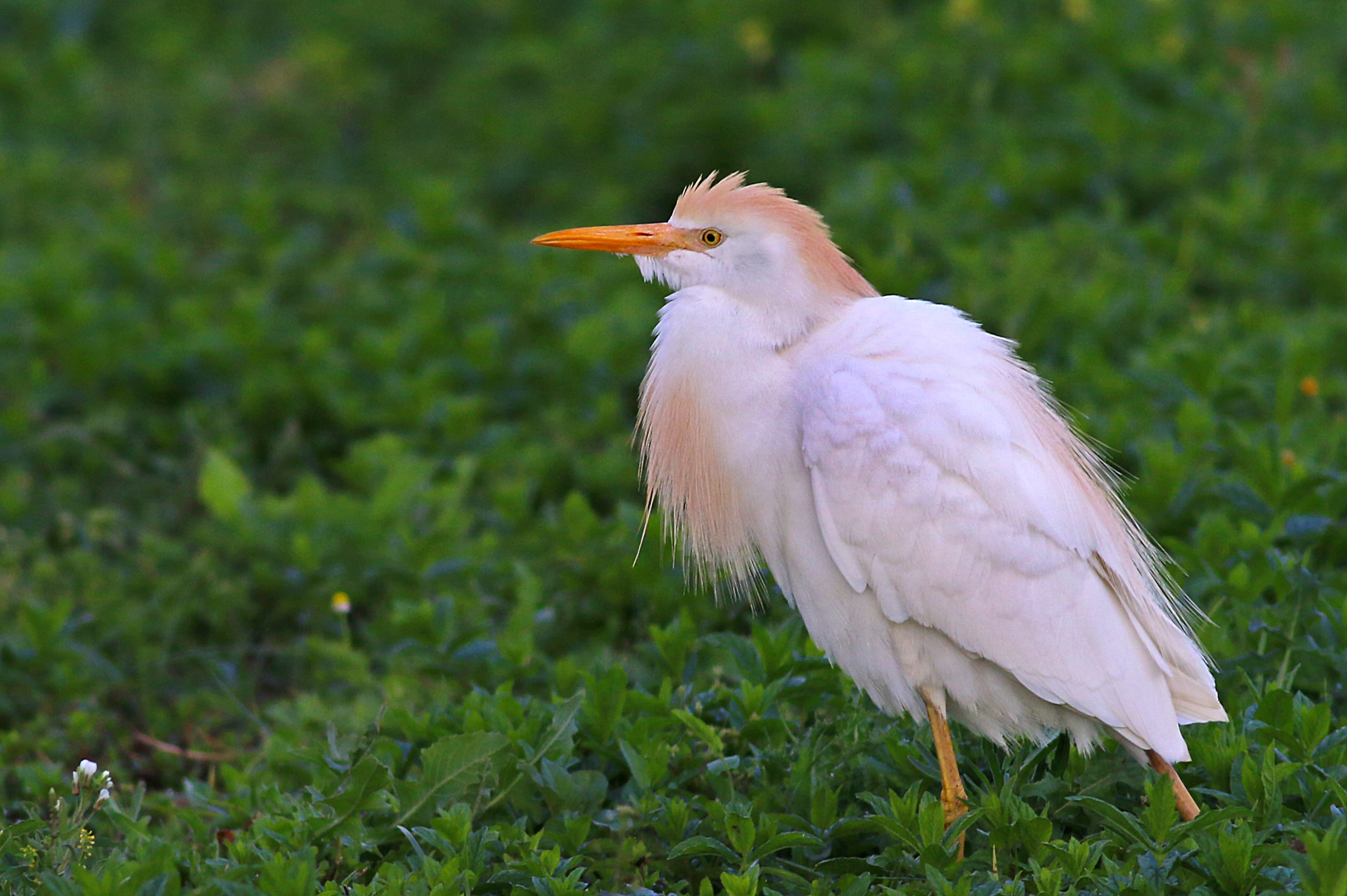 Cattle Egret