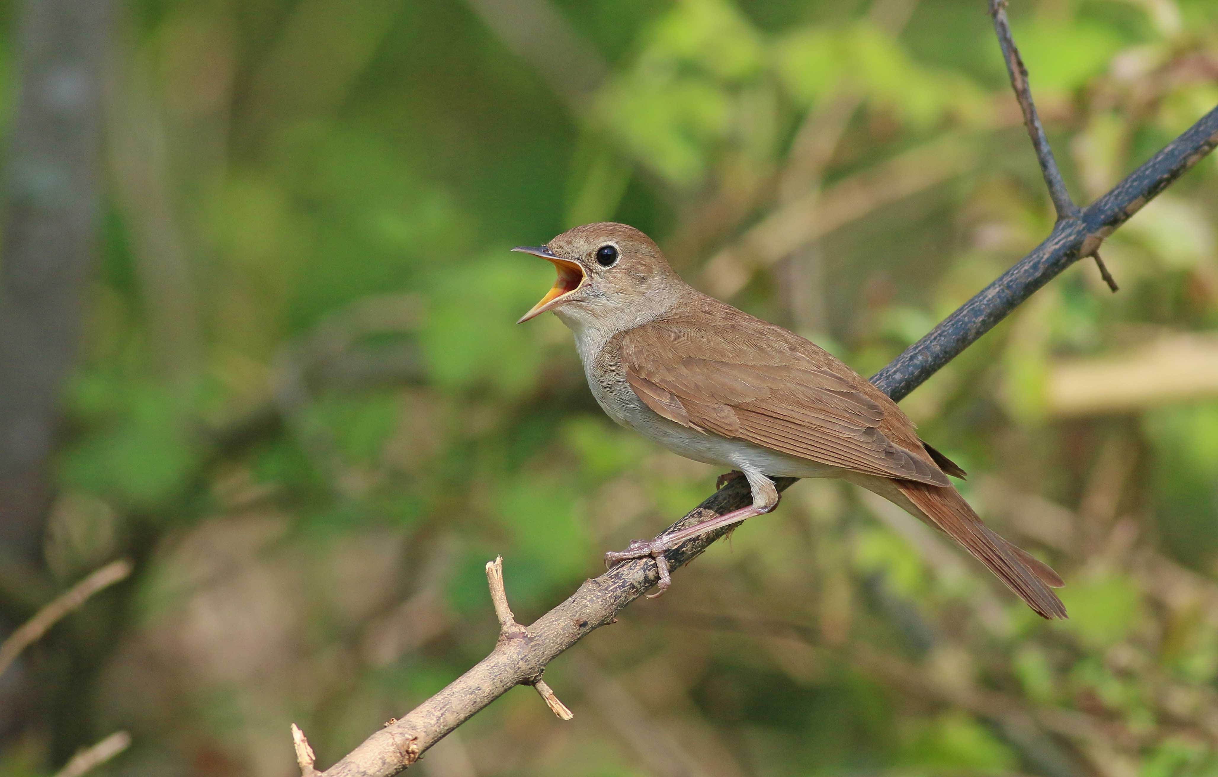 Common Nightingale