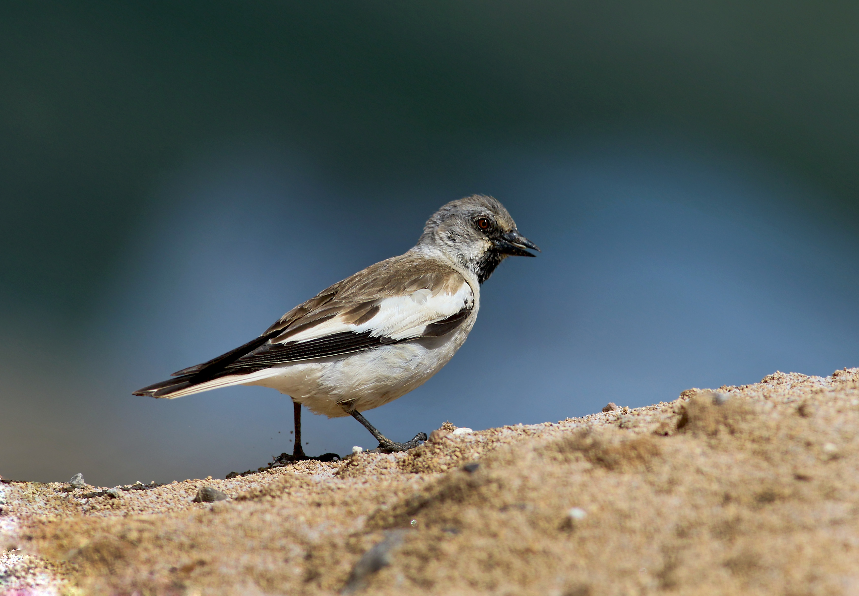 White-winged Snowfinch