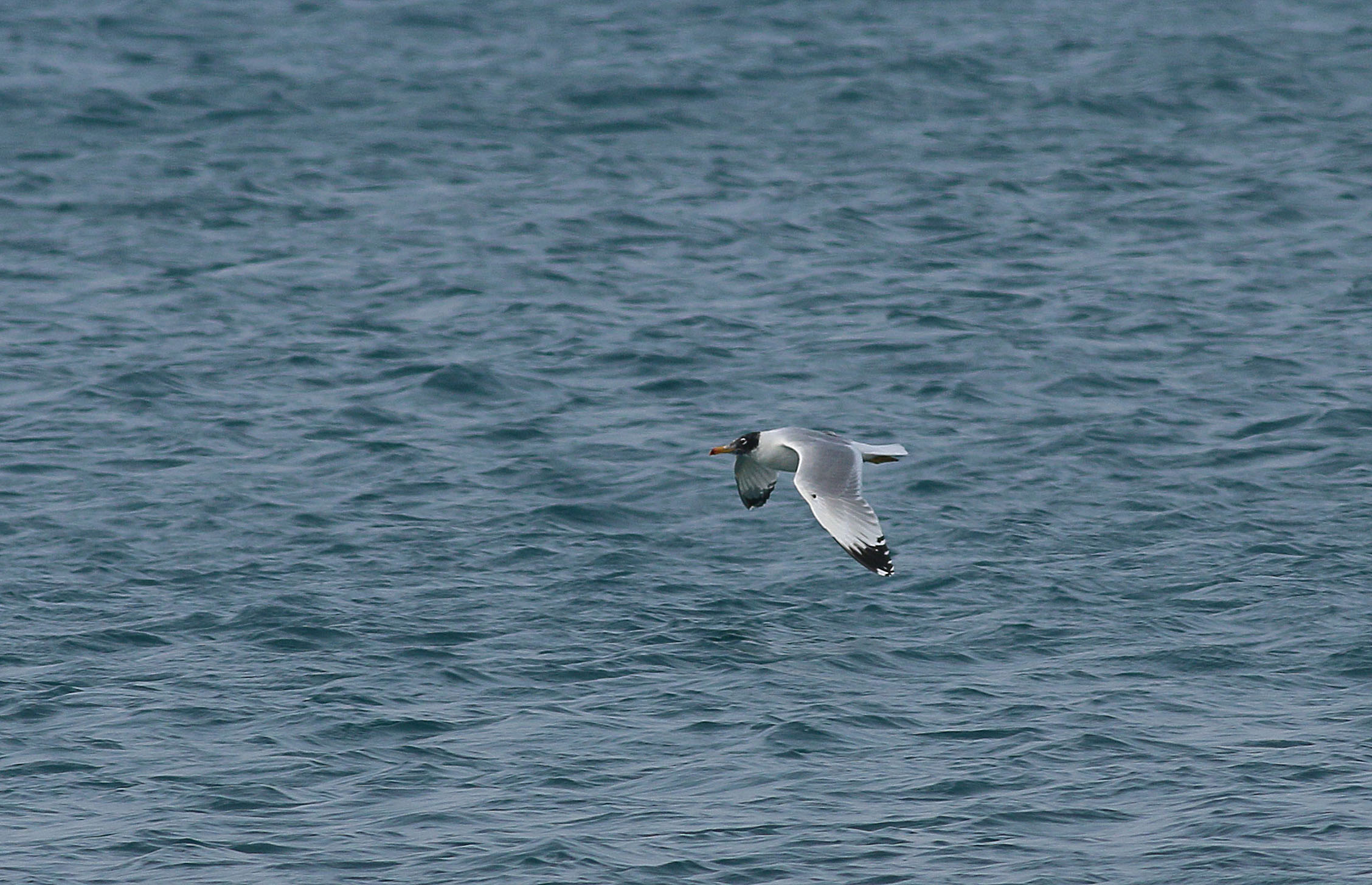 Great Black-backed Gull