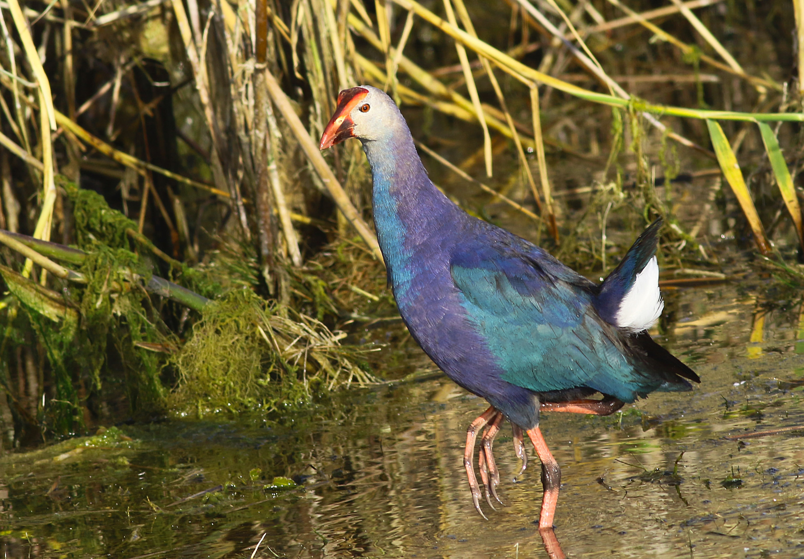 Western Swamphen