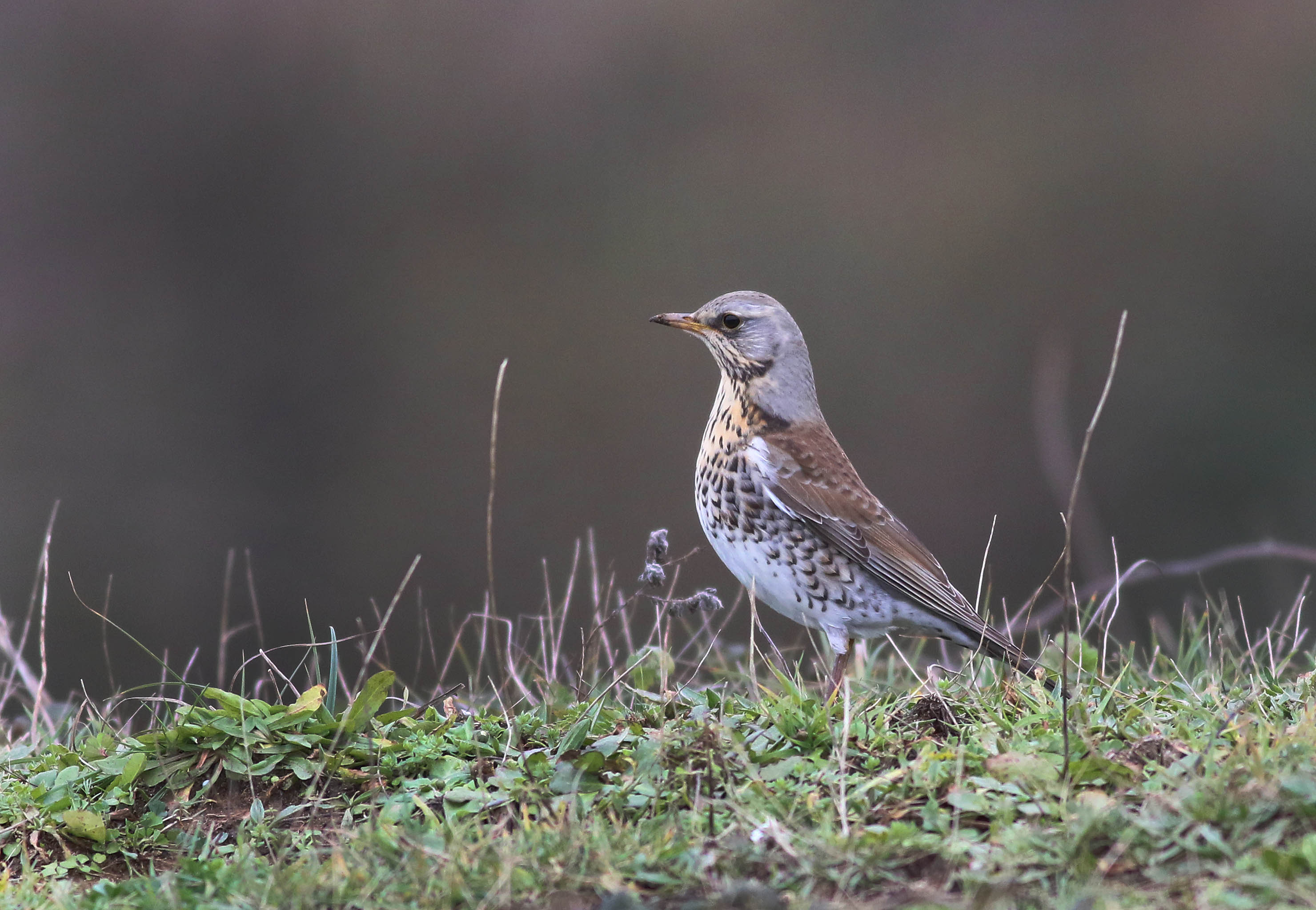 Fieldfare