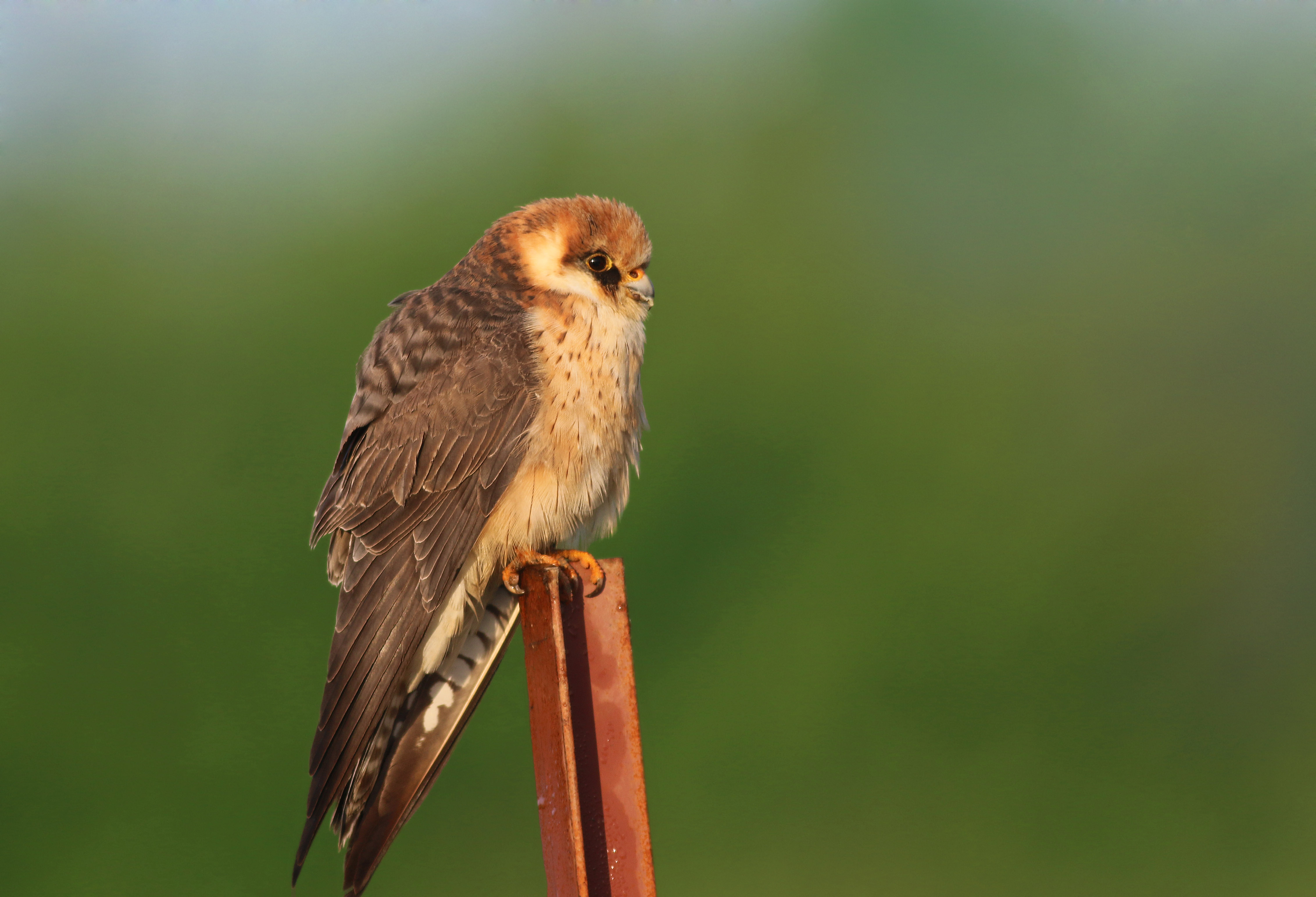 Red-footed Falcon