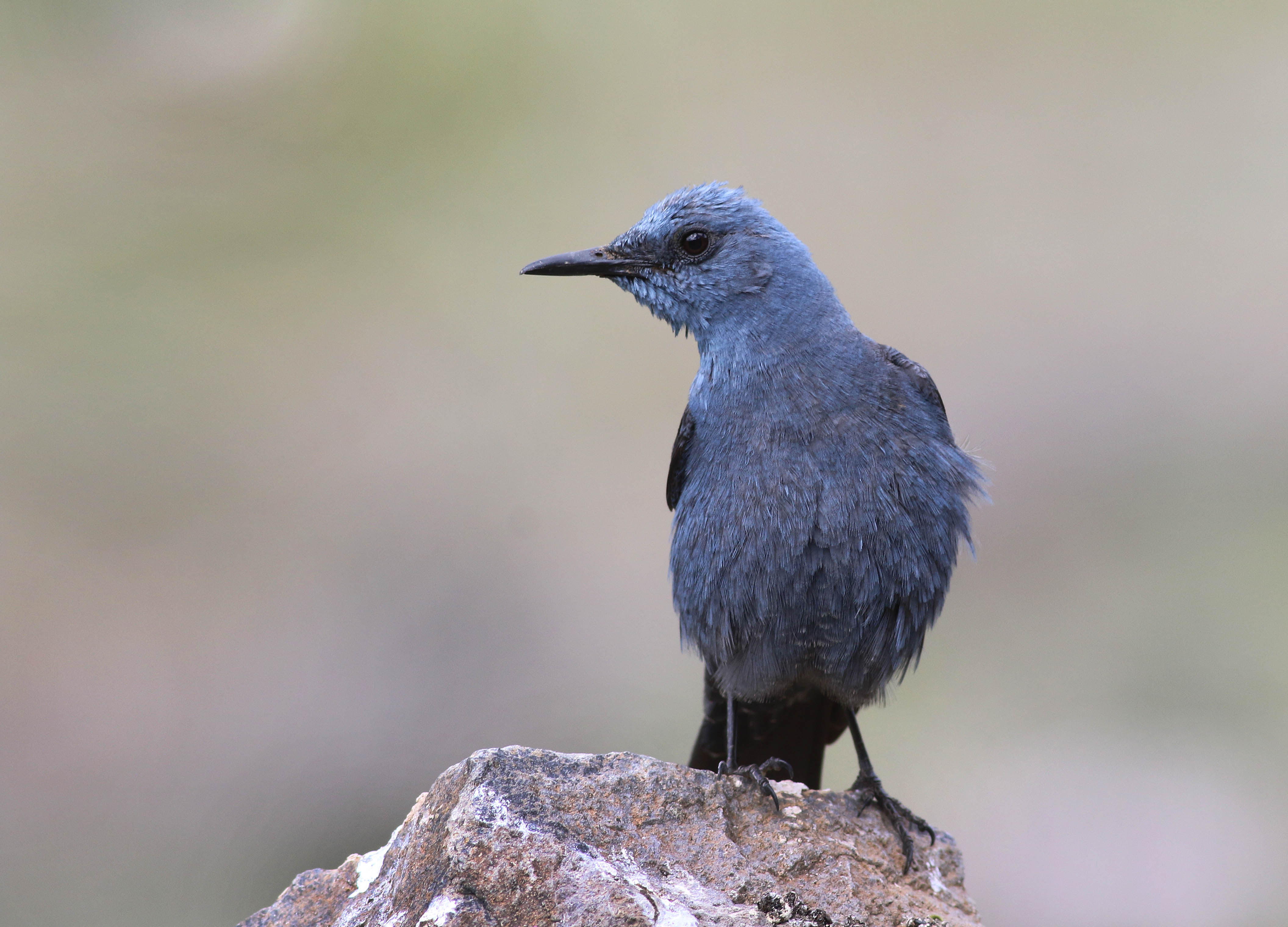 Blue Rock-Thrush