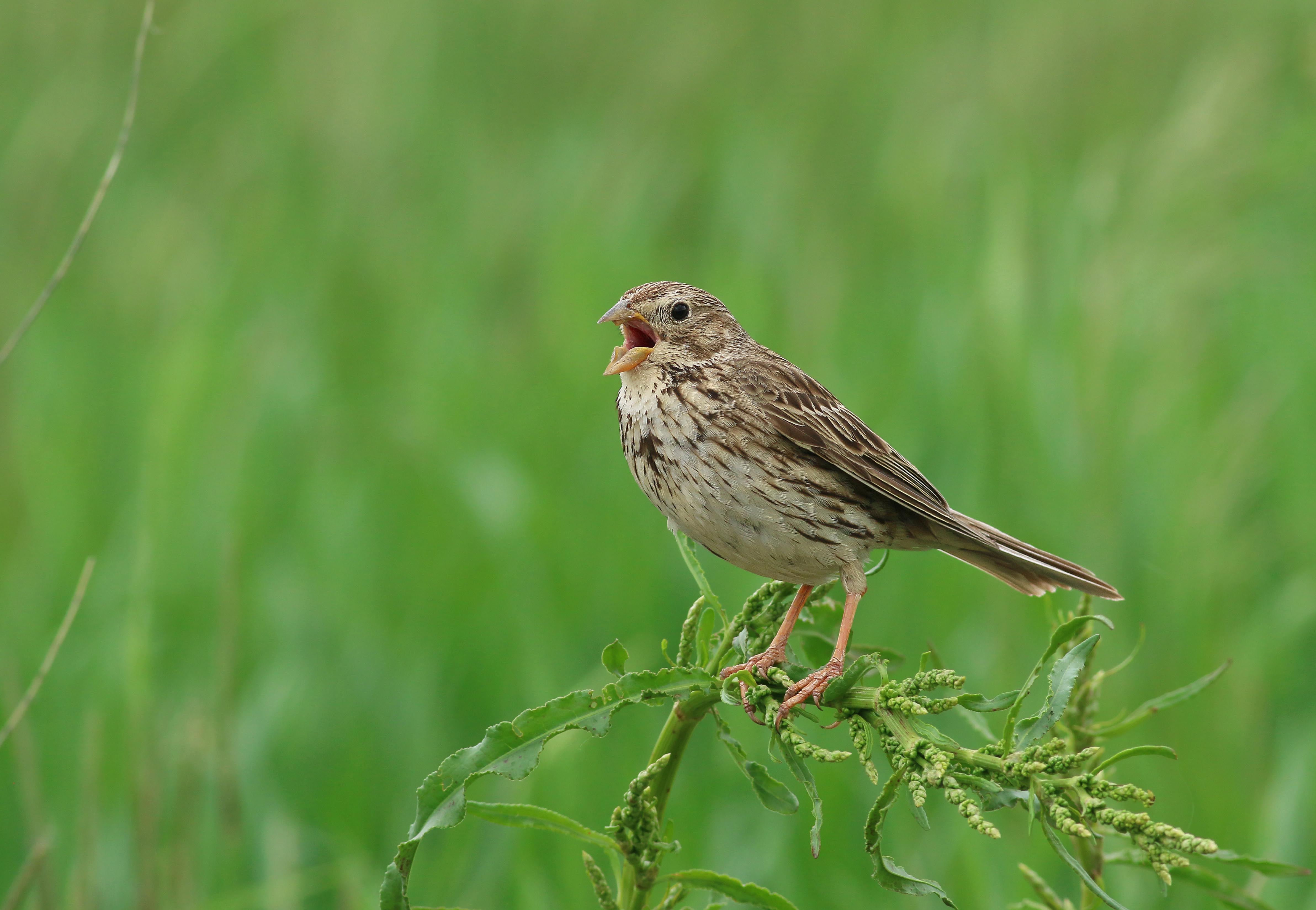 Corn Bunting