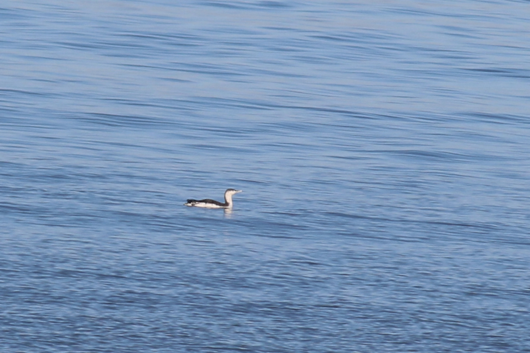 Red-throated Loon