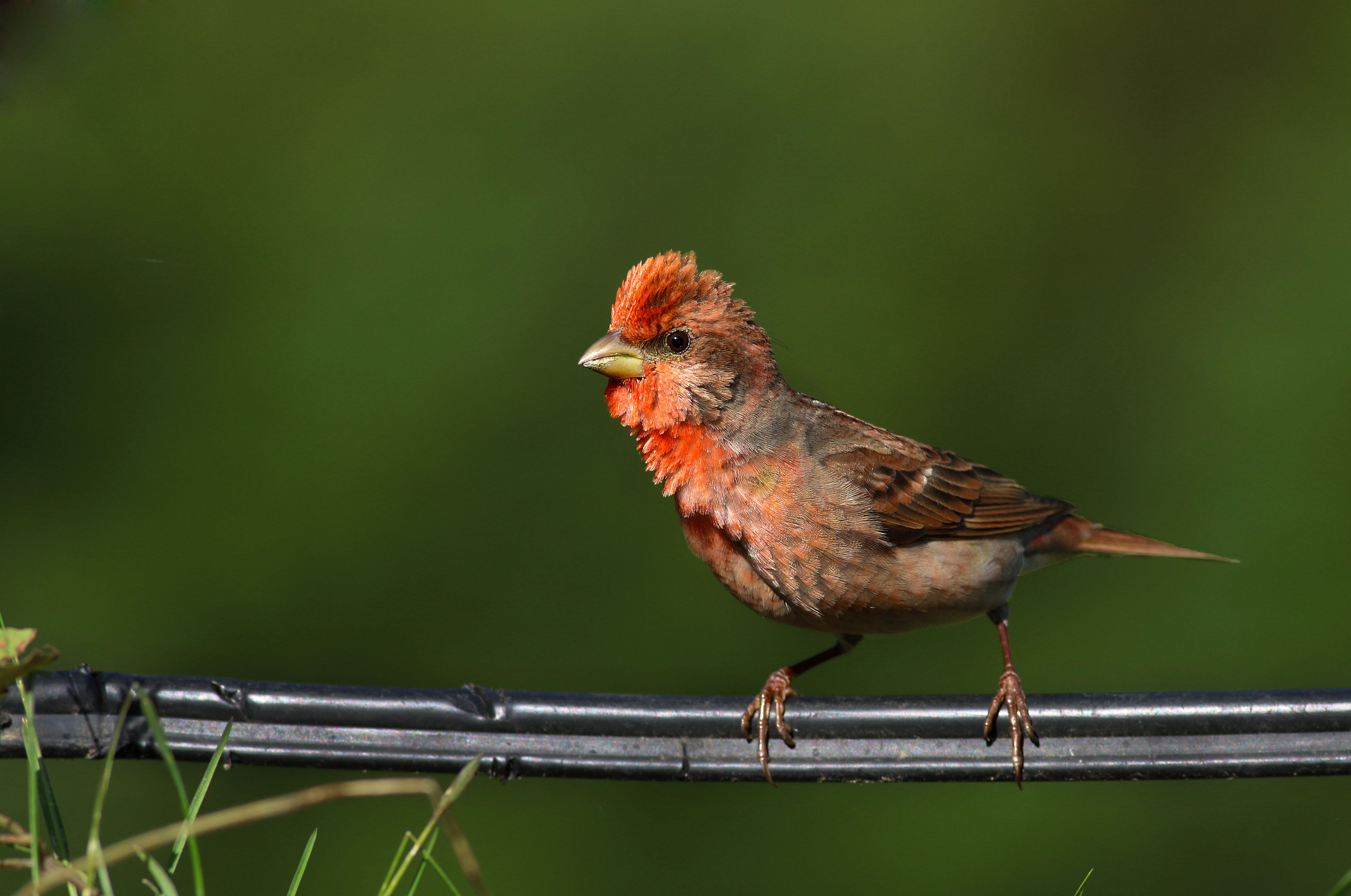 Common Rosefinch