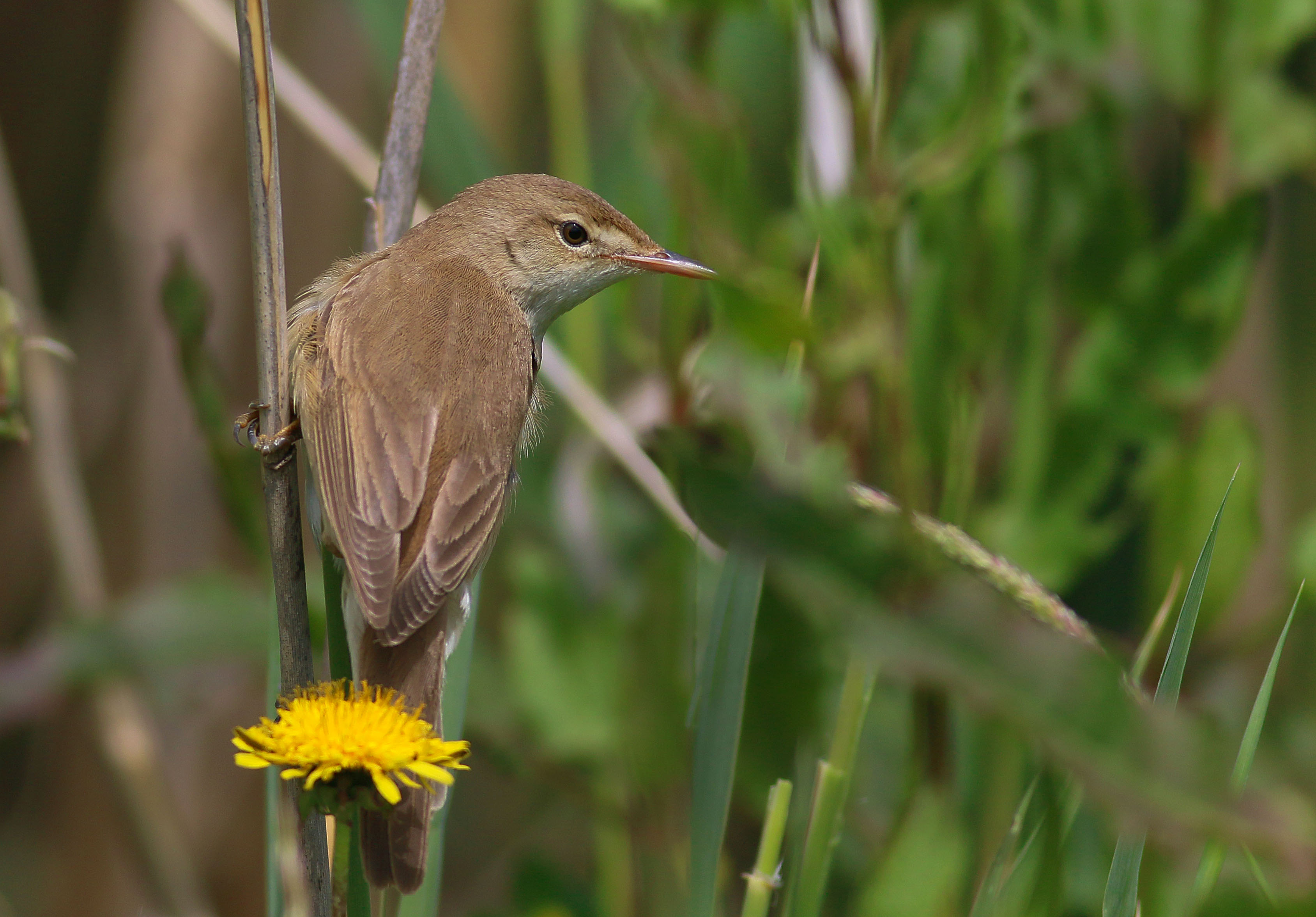 Eurasian Reed Warbler