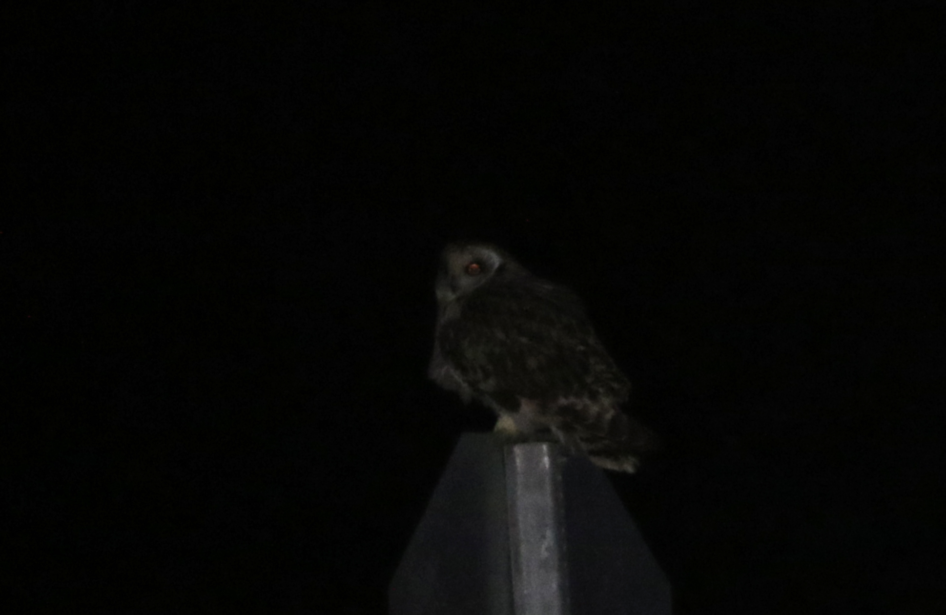 Short-eared Owl
